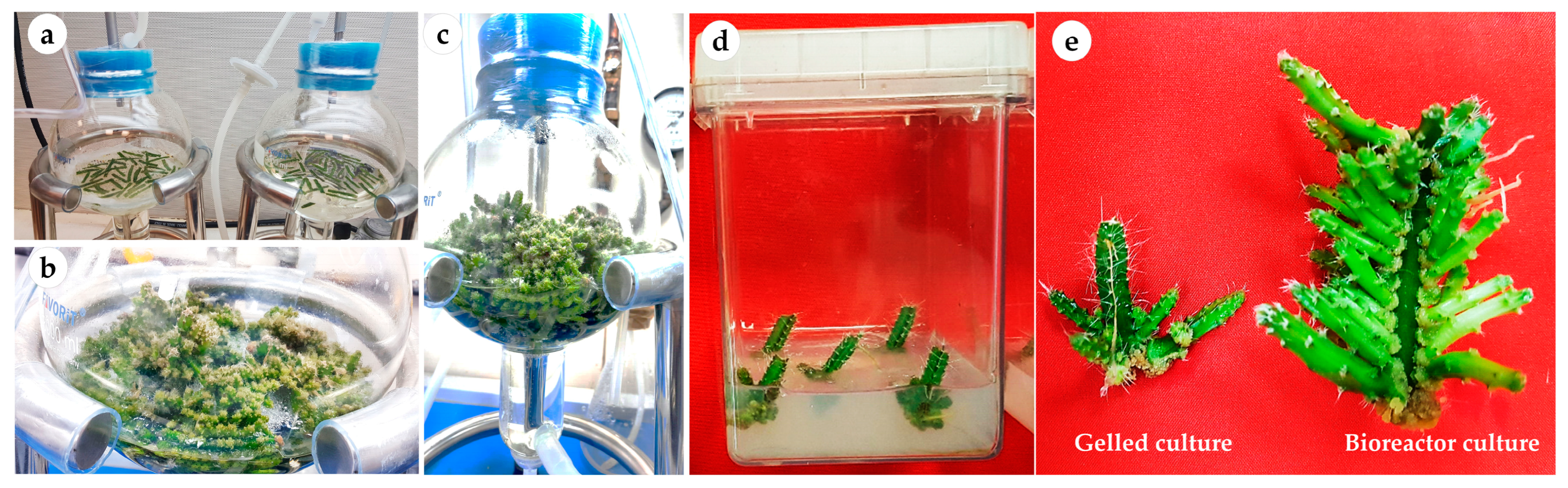 Plants 12 01037 g002