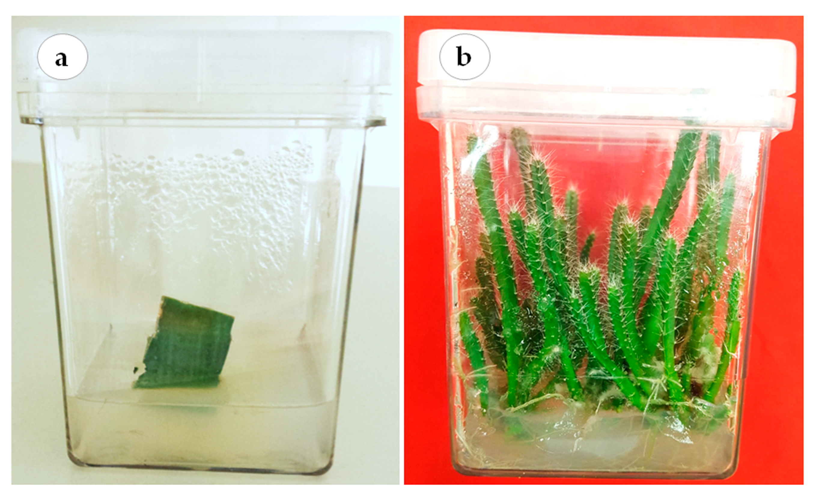 Plants 12 01037 g005