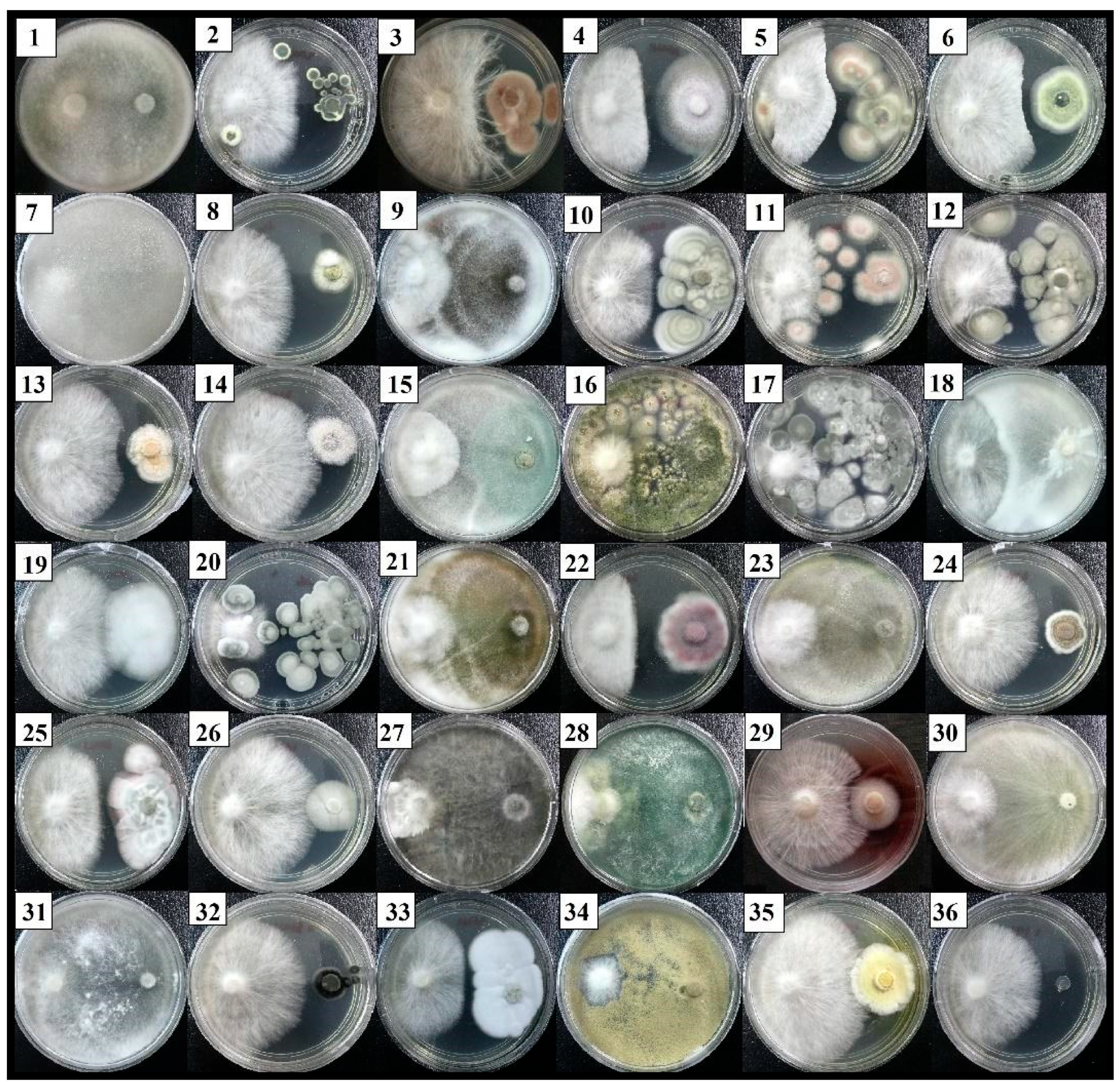 Plants | Free Full-Text | Exploring the Biocontrol Efficacy of