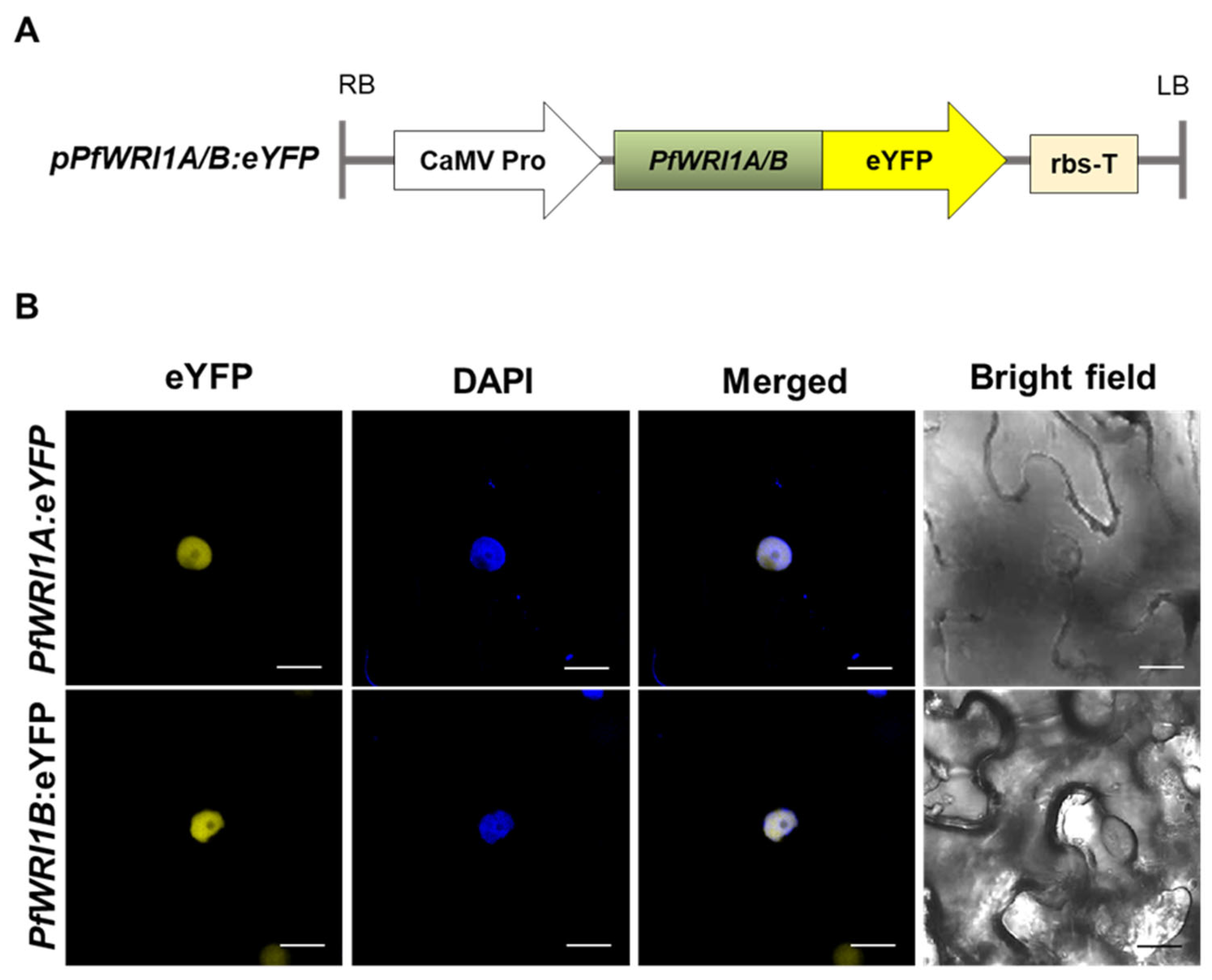 Plants 12 01081 g003 Plants 12 01081 g003