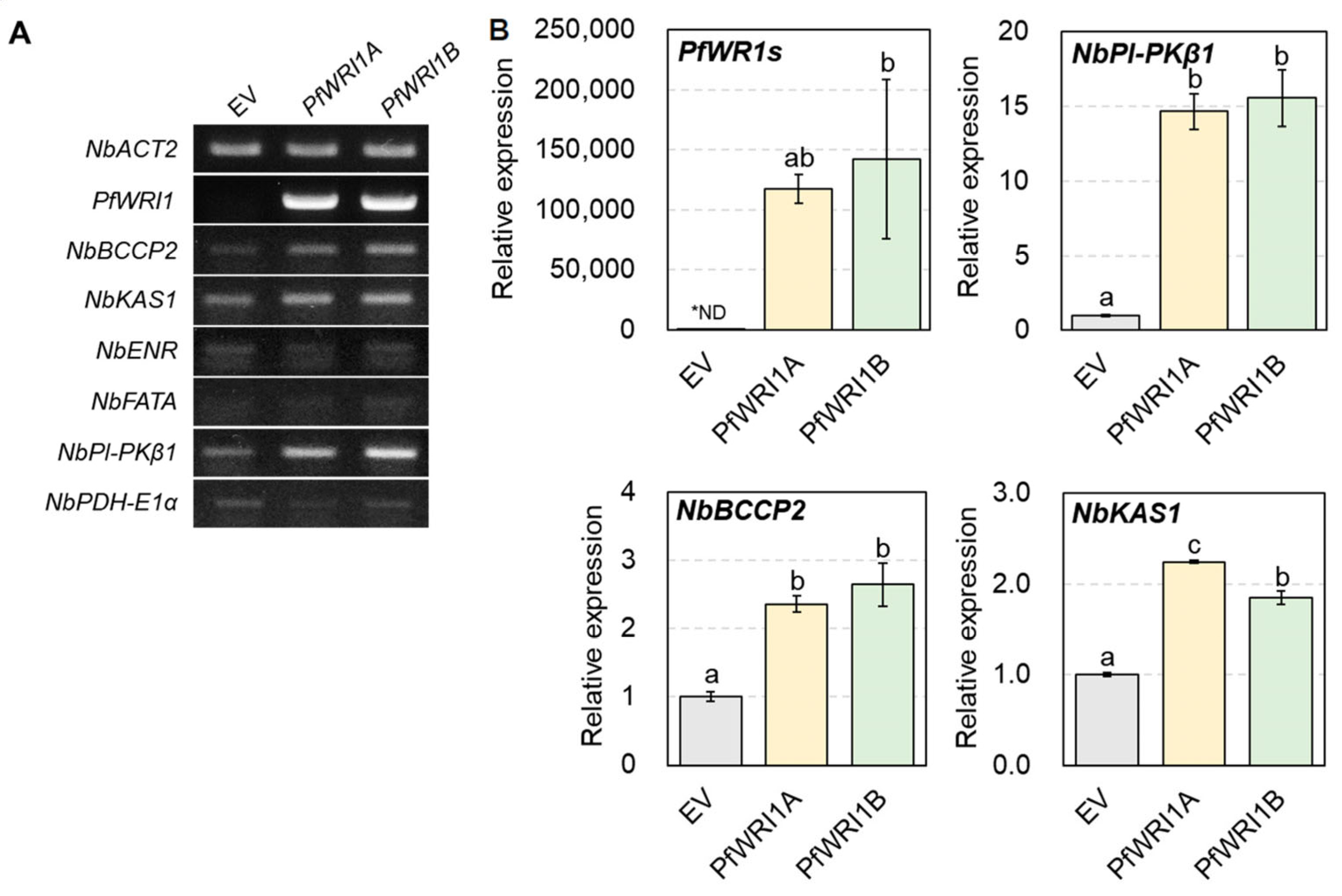 Plants 12 01081 g005 Plants 12 01081 g005