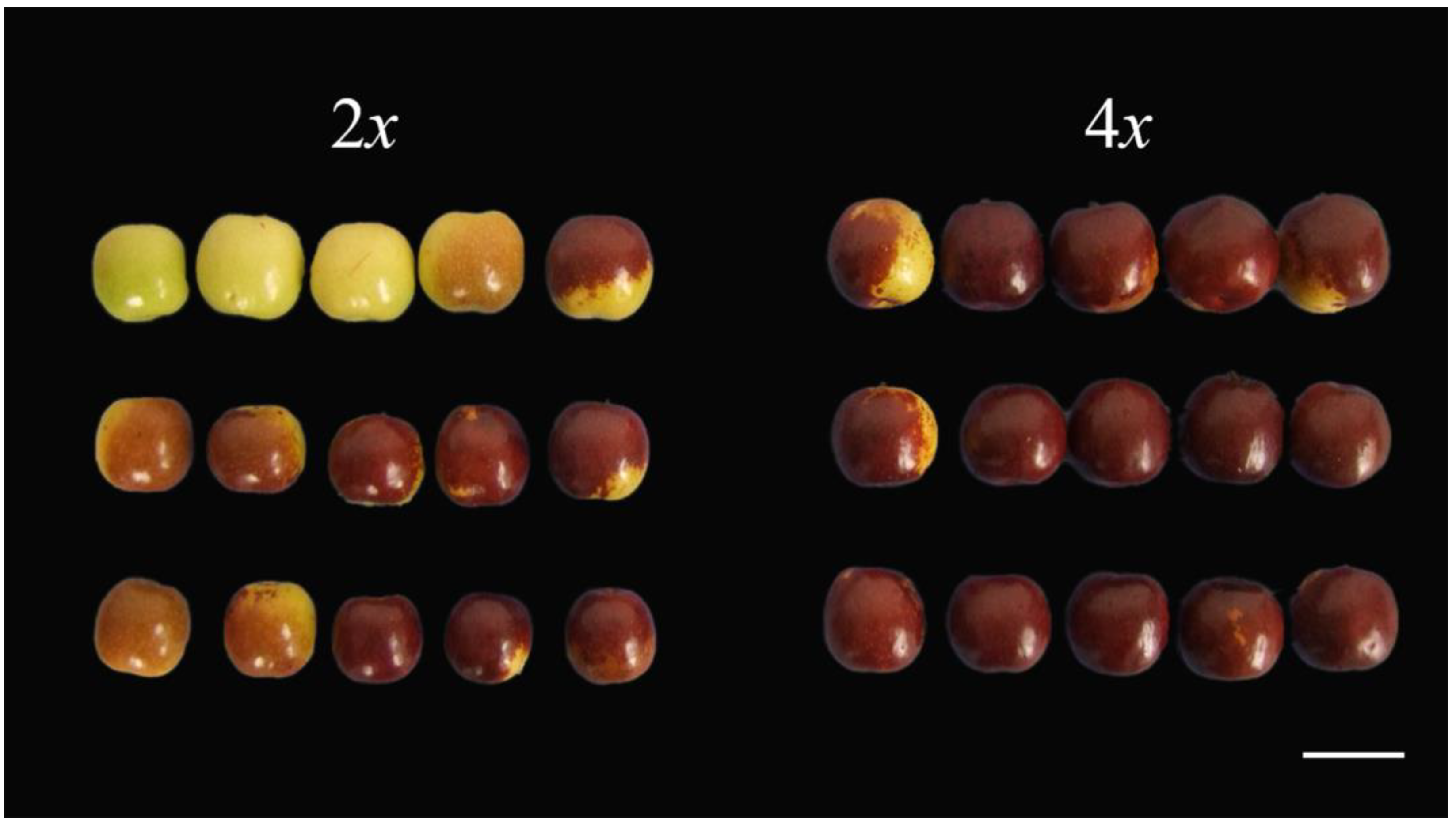 Comparison of jujube fruits containing kernels and abortive jujube