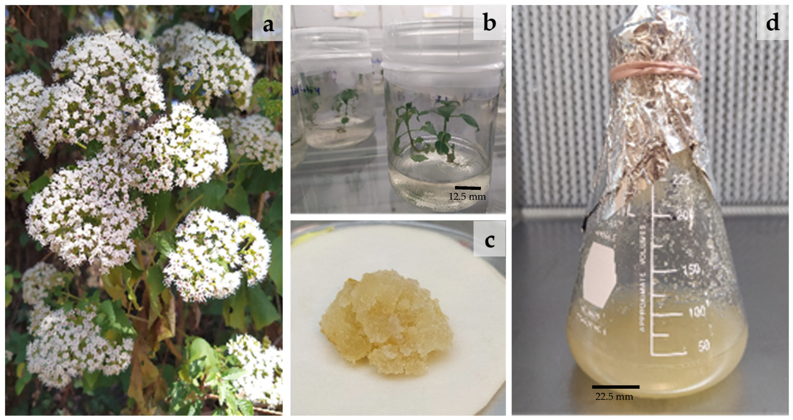 Plants 12 01107 g001 Plants 12 01107 g001