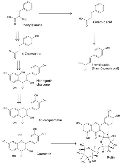 Cholesterol-Lowering Activity of Tartary Buckwheat Protein