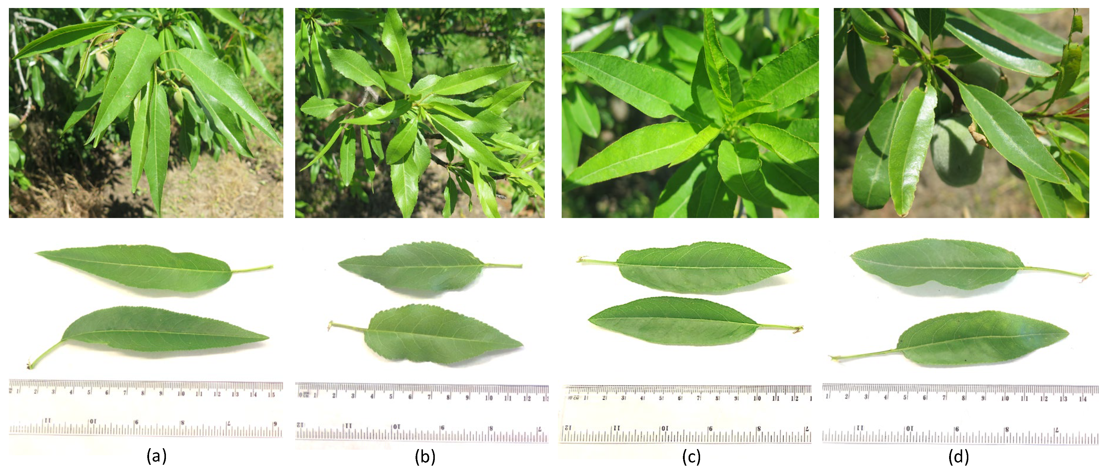 Plants 12 01131 g008