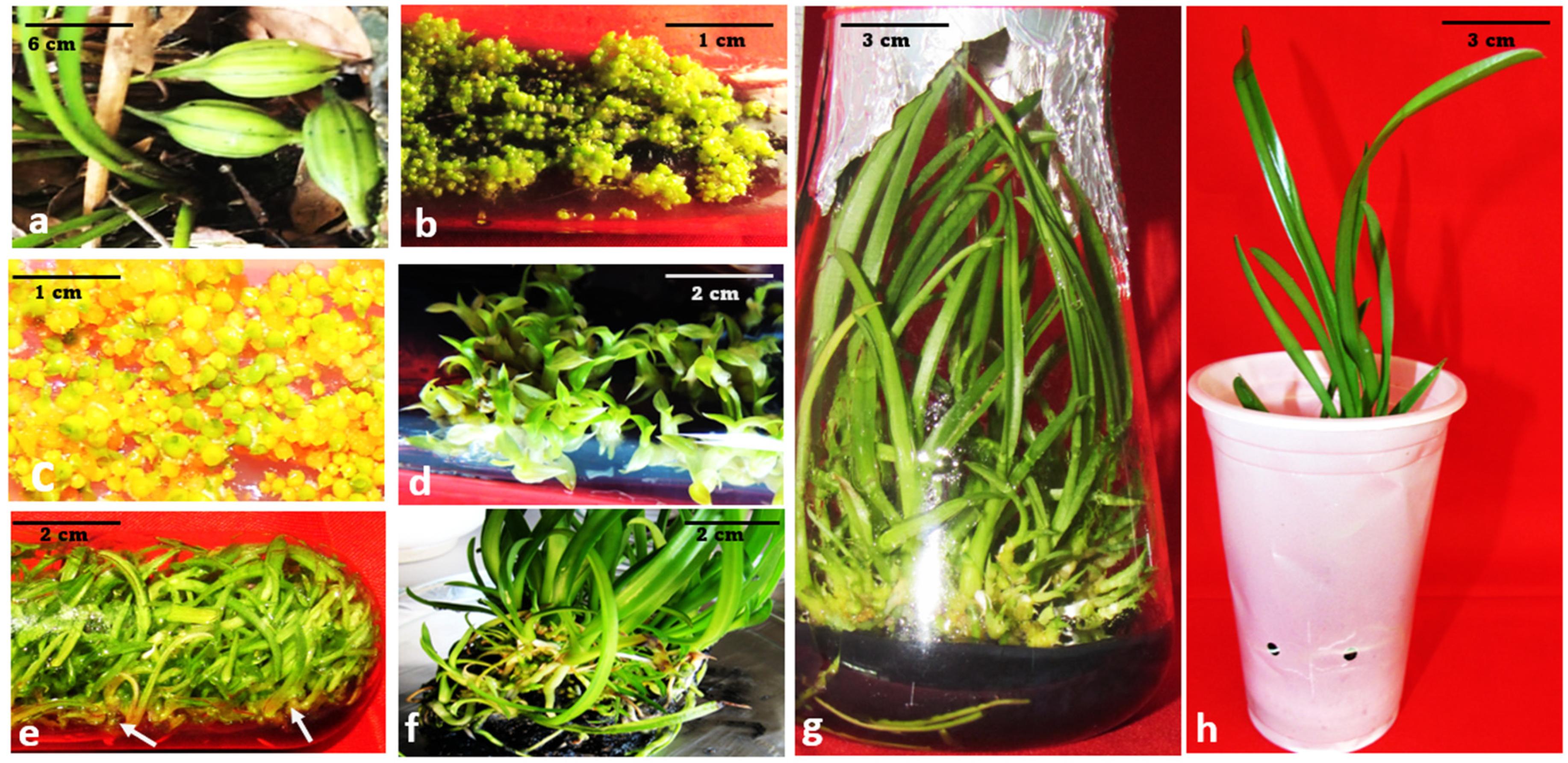 Plants | Free Full-Text | Orchid Micropropagation Using Conventional Semi-Solid  and Temporary Immersion Systems: A Review