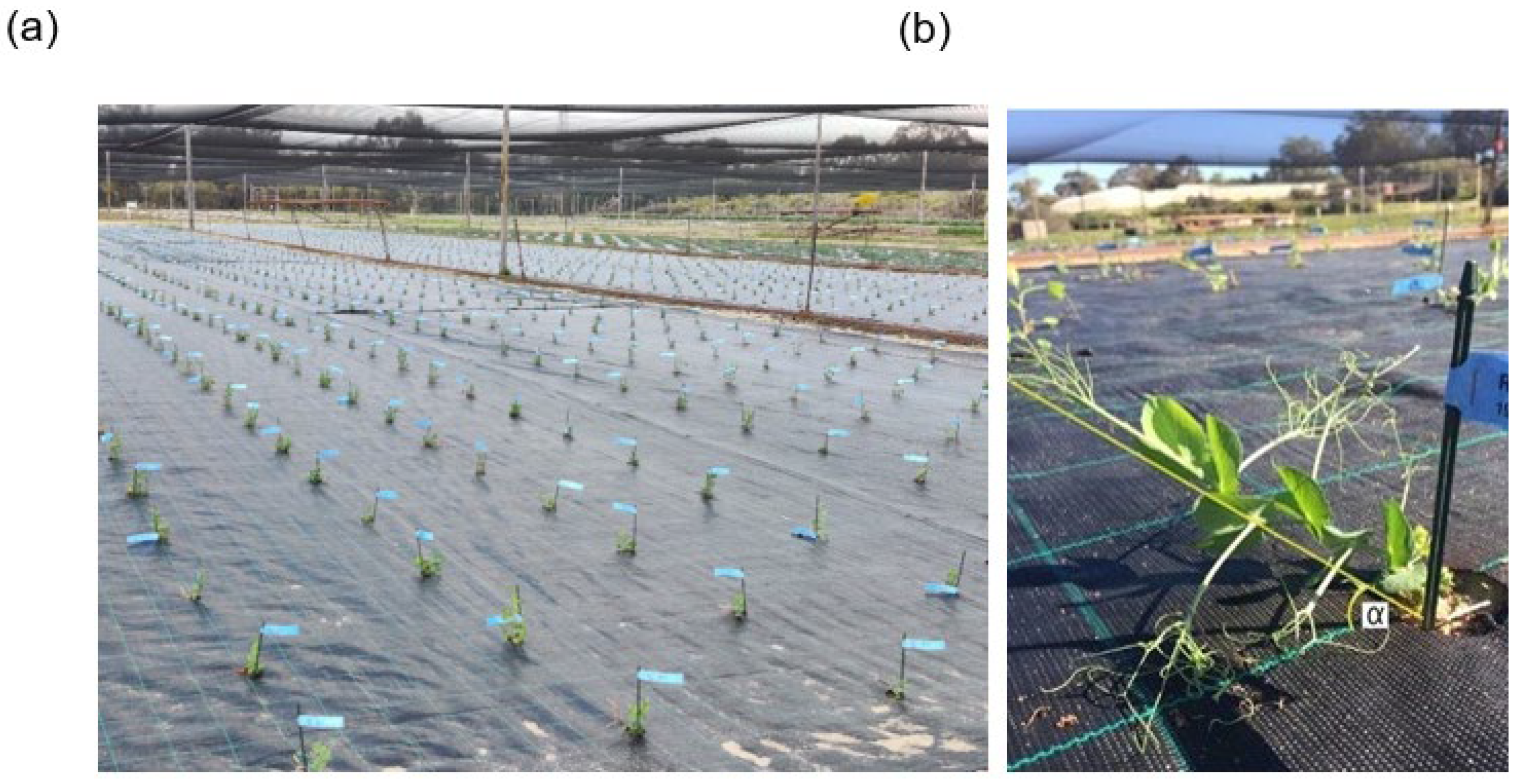 Plants 12 01141 g001 Plants 12 01141 g001