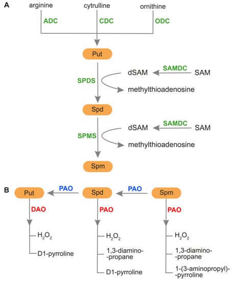 Plants | Free Full-Text | Interactions of Polyamines and Phytohormones ...