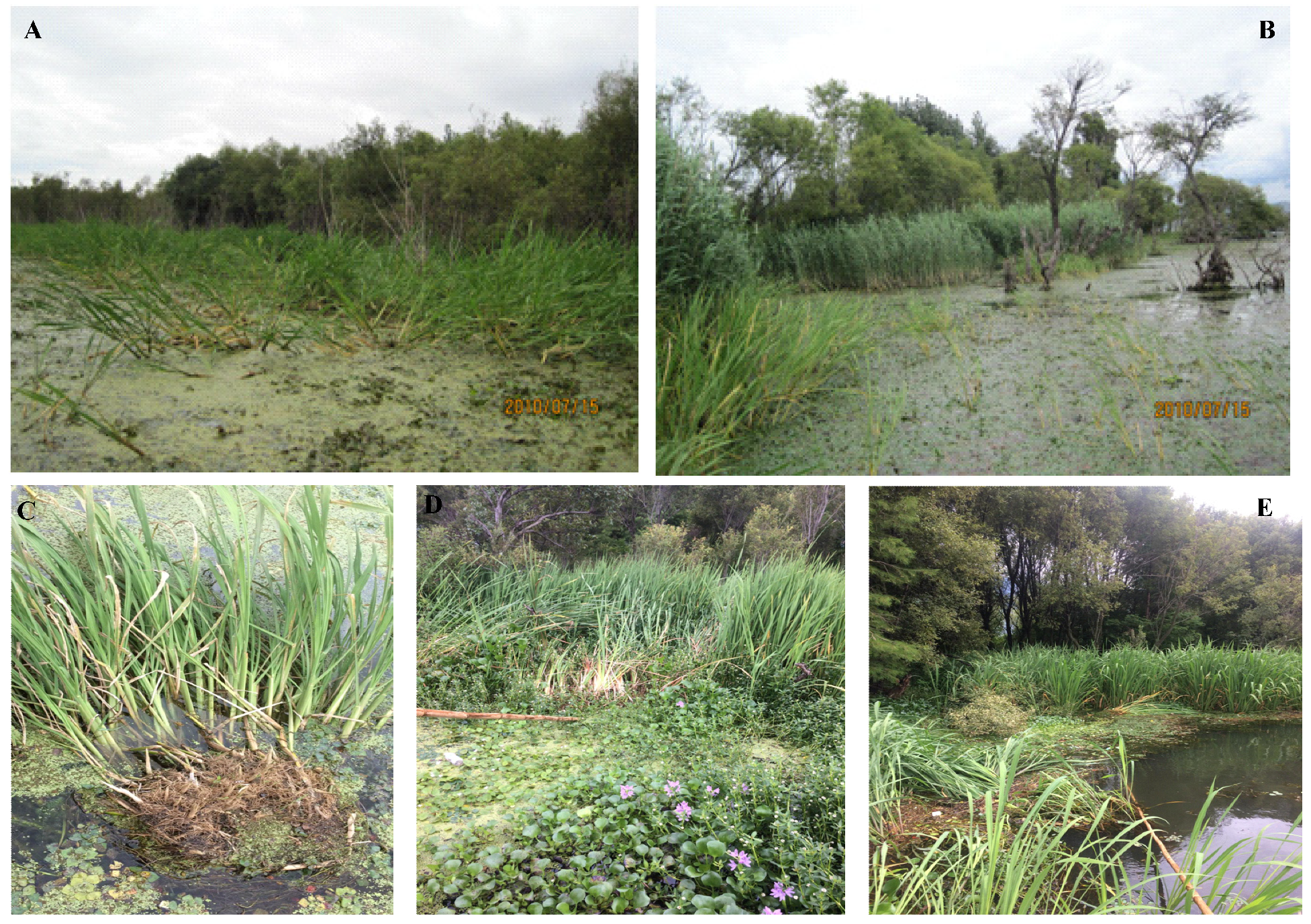 Plants | Free Full-Text | Floating Mat Formation Makes Zizania latifolia  More Competitive under the Conditions of Continuous Significant Water Level  Rise