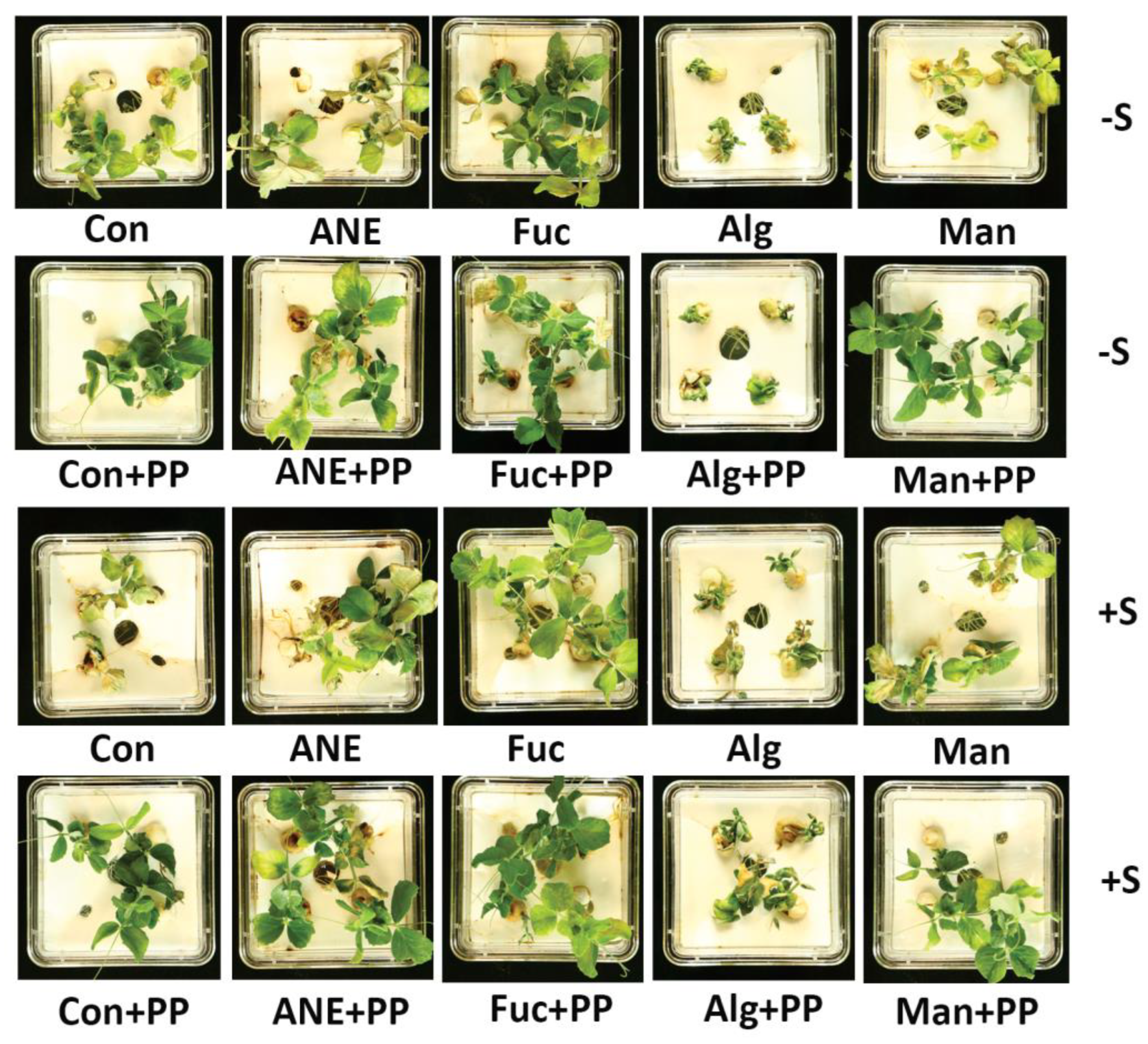 Plants 12 01208 g007 Plants 12 01208 g007