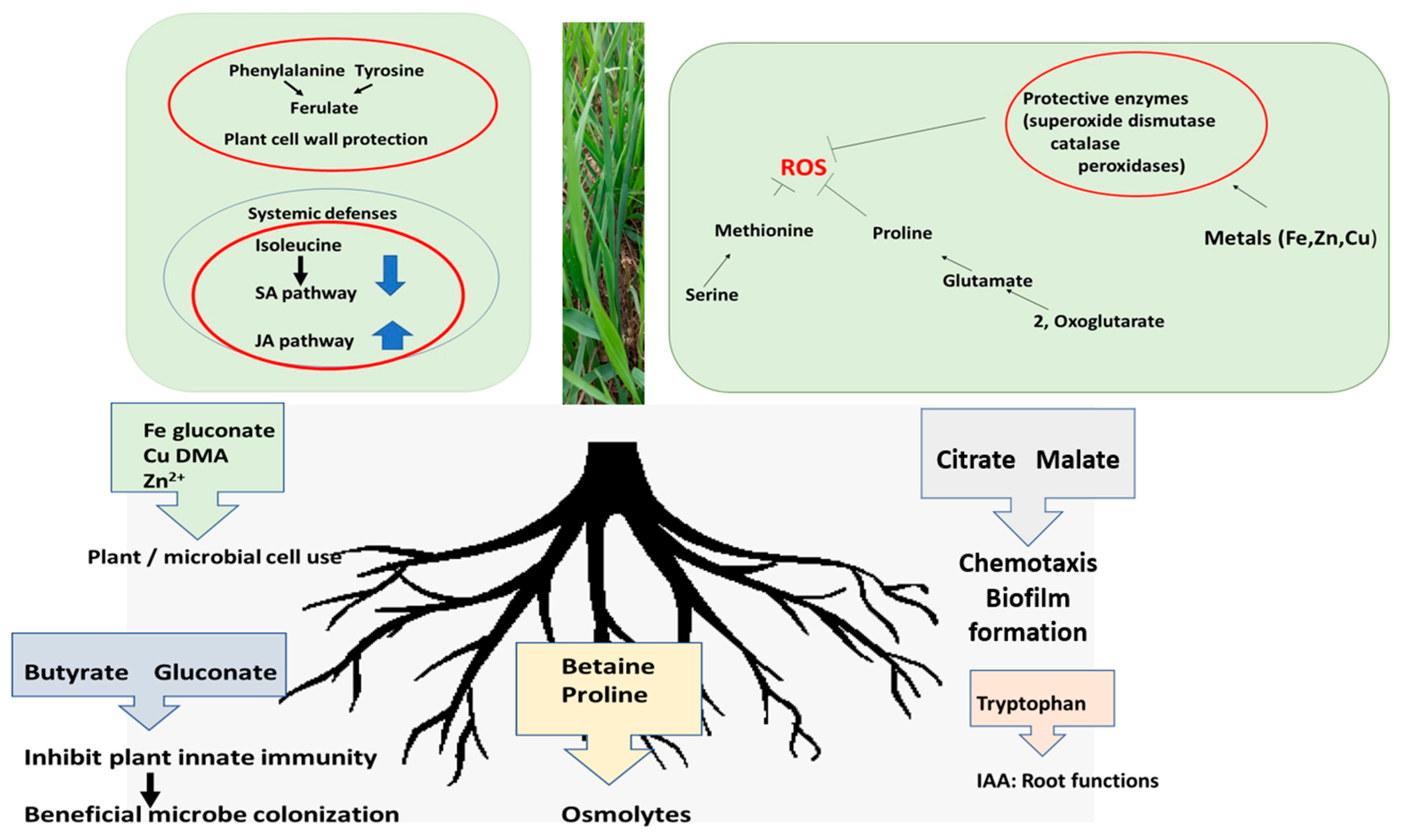 Plants 12 01209 g006