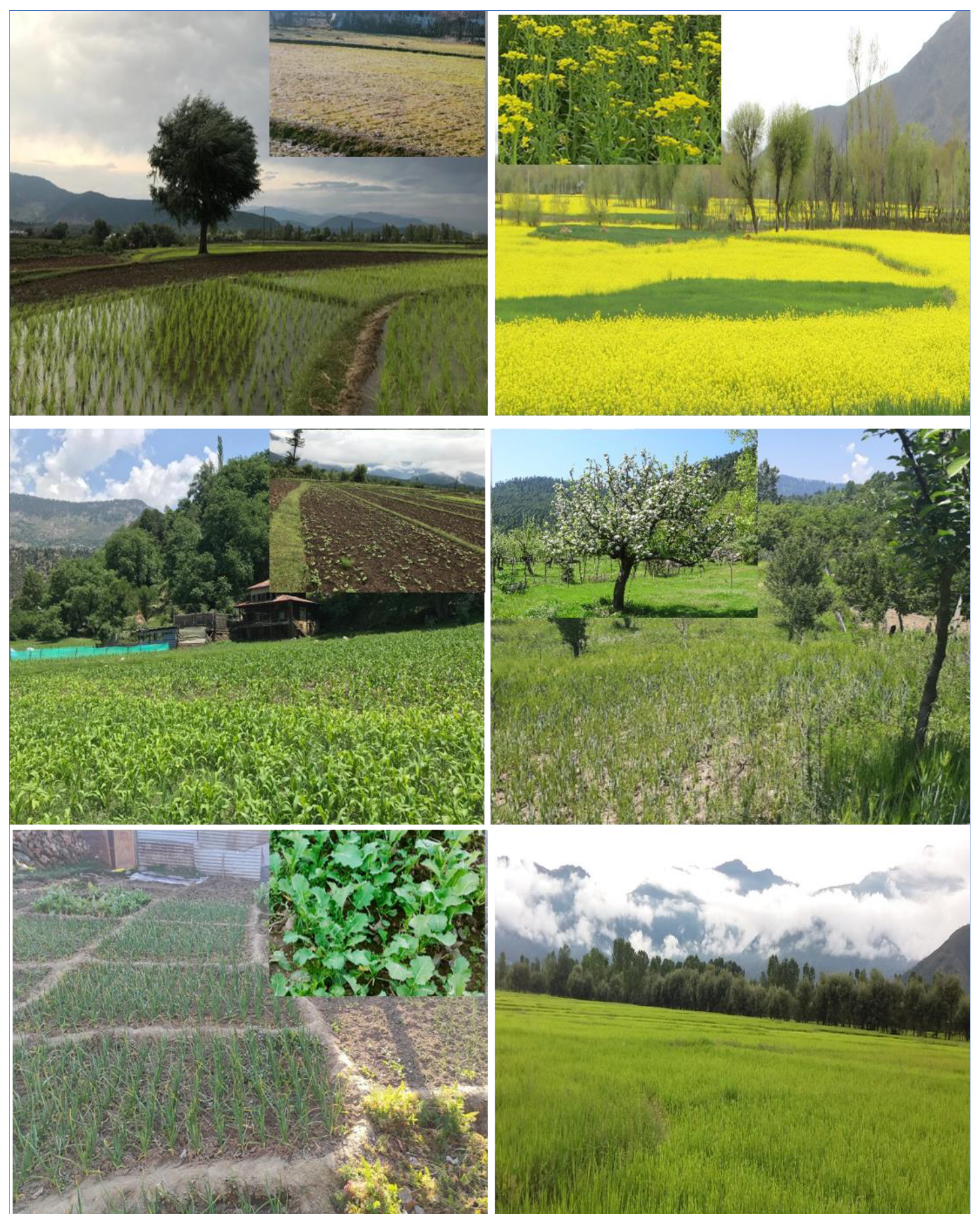 Plants 12 01222 g007 Plants 12 01222 g007