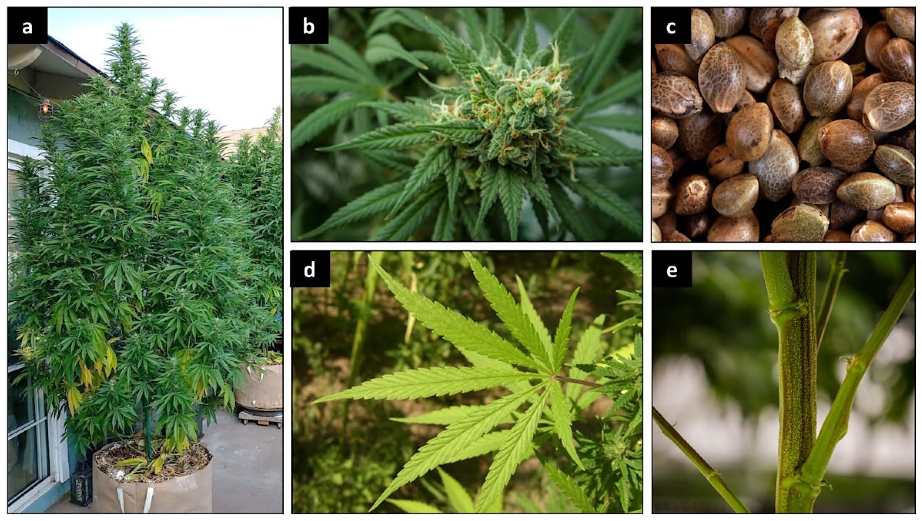 Plants | Free Full-Text | A Comprehensive Review on Cannabis sativa  Ethnobotany, Phytochemistry, Molecular Docking and Biological Activities