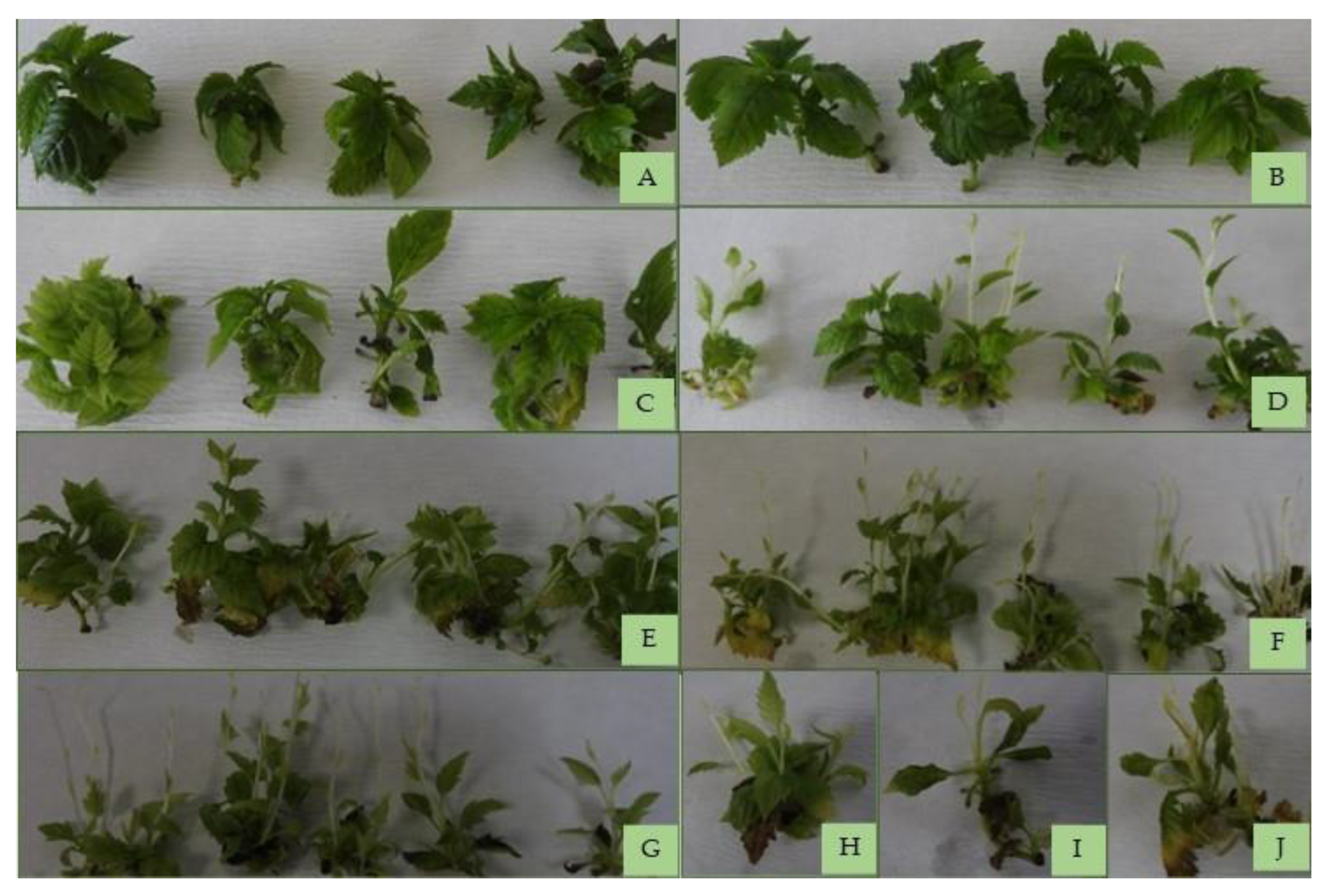 Plants 12 01287 g003