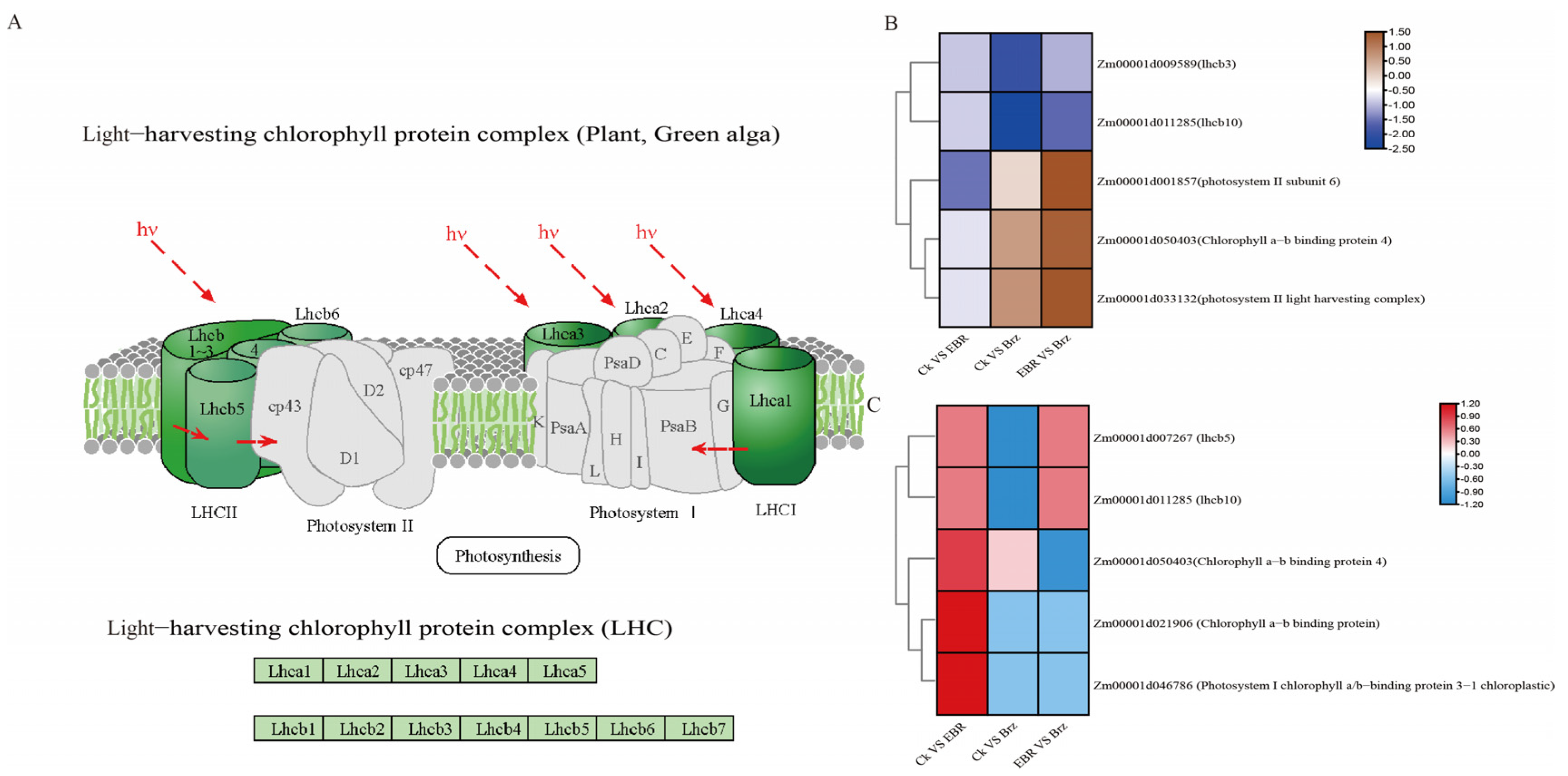 Plants 12 01290 g008