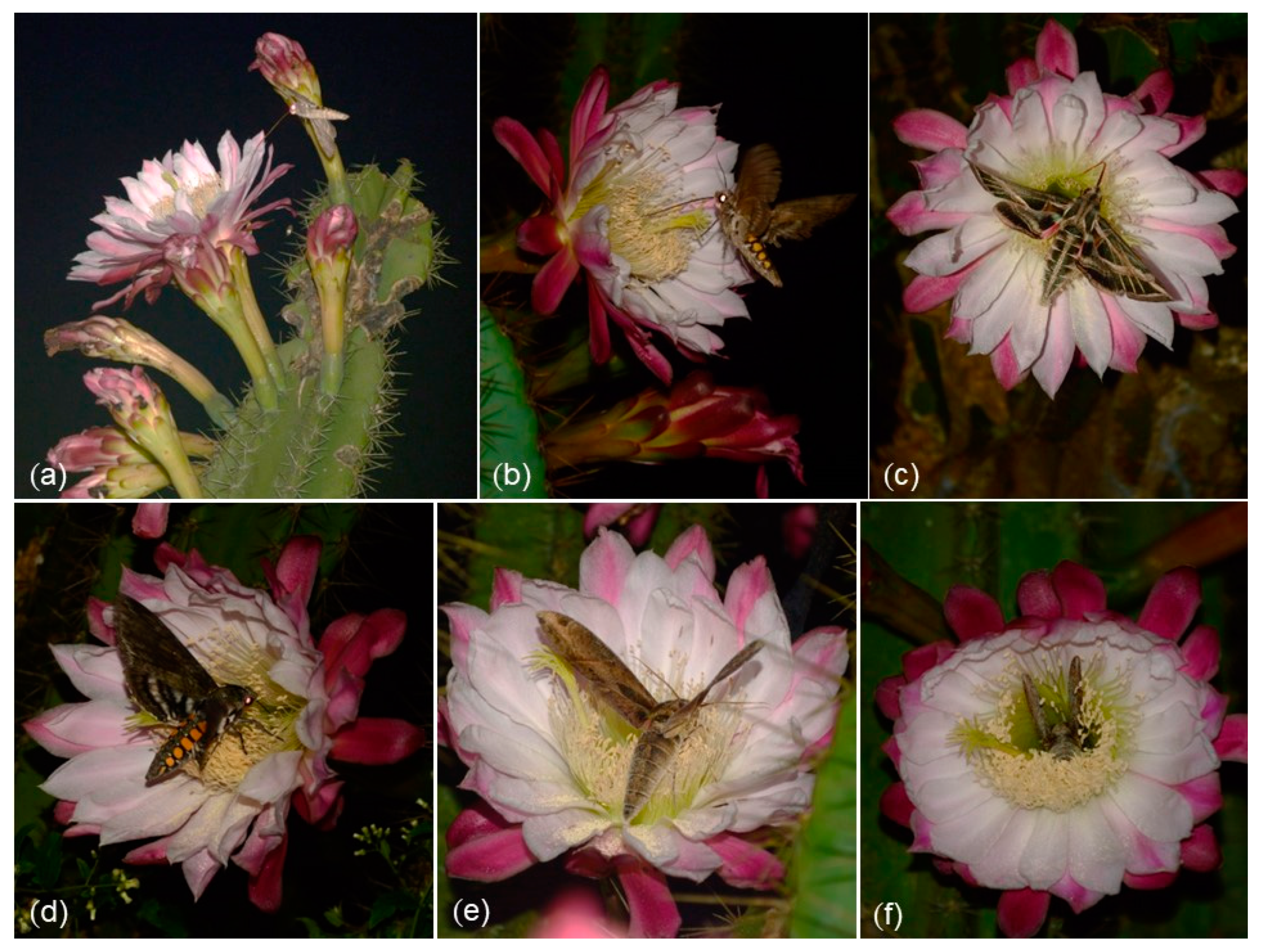 Plants 12 01298 g002 Plants 12 01298 g002