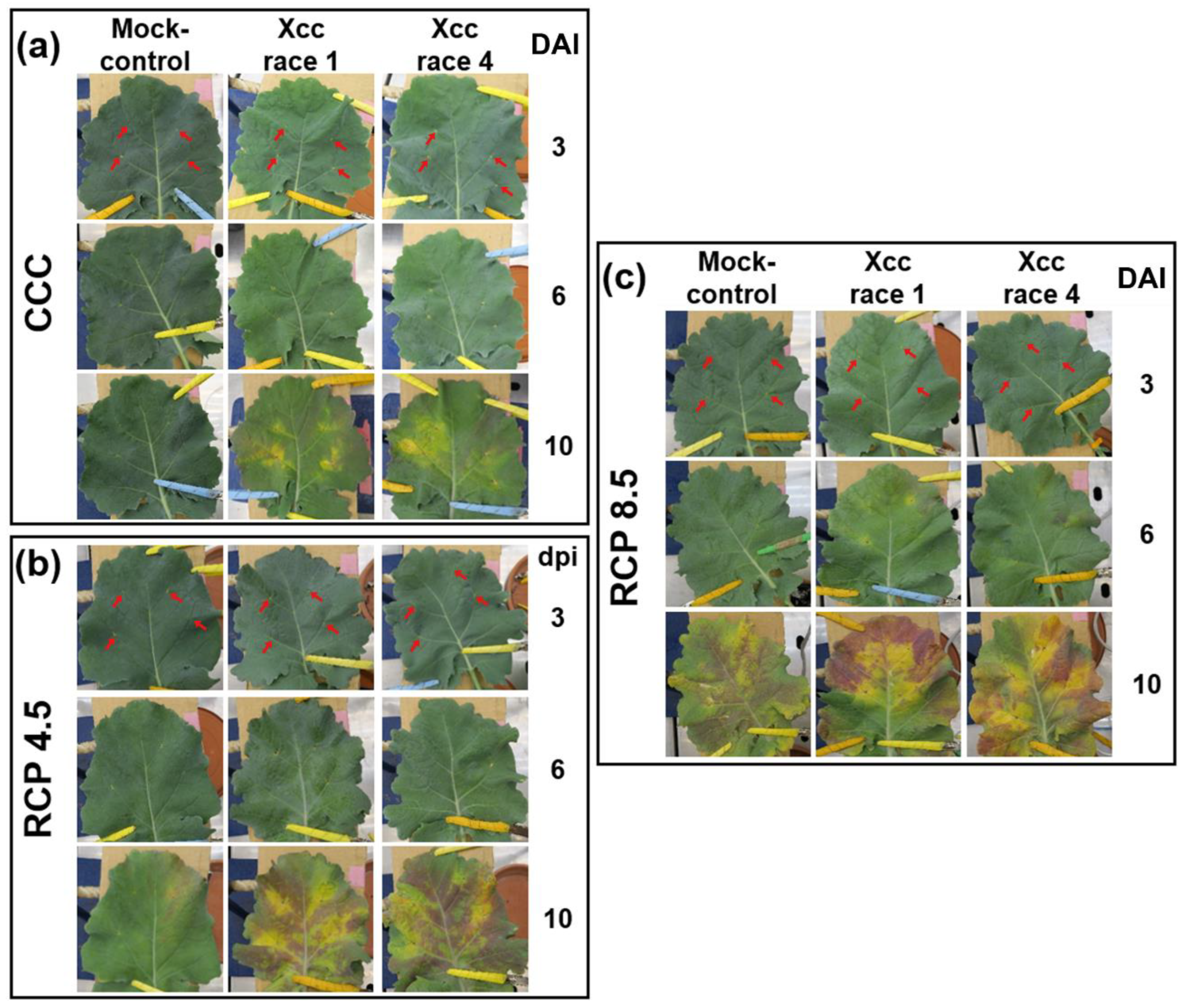 Plants 12 01322 g001 Plants 12 01322 g001