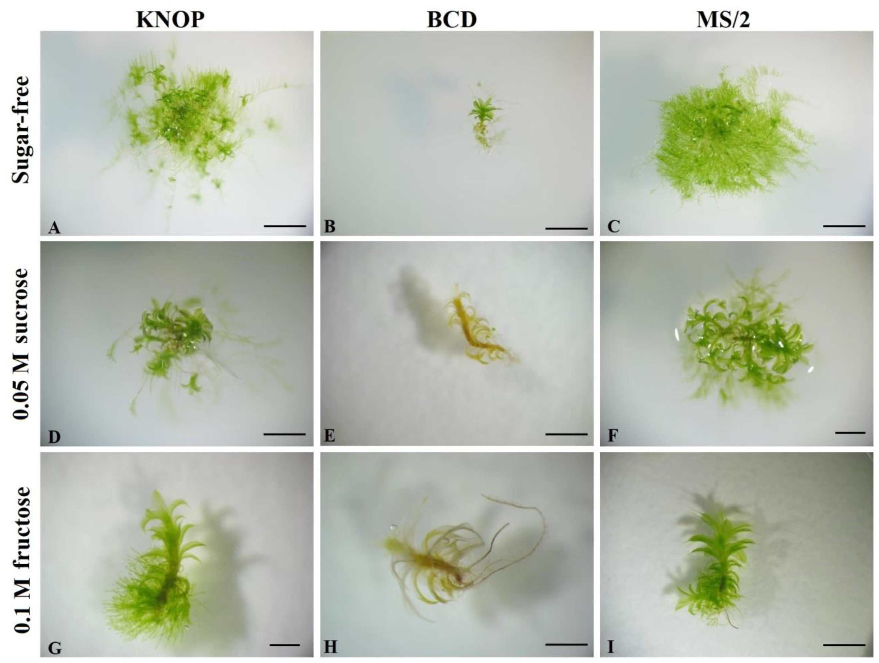 Plants 12 01359 g002 Plants 12 01359 g002