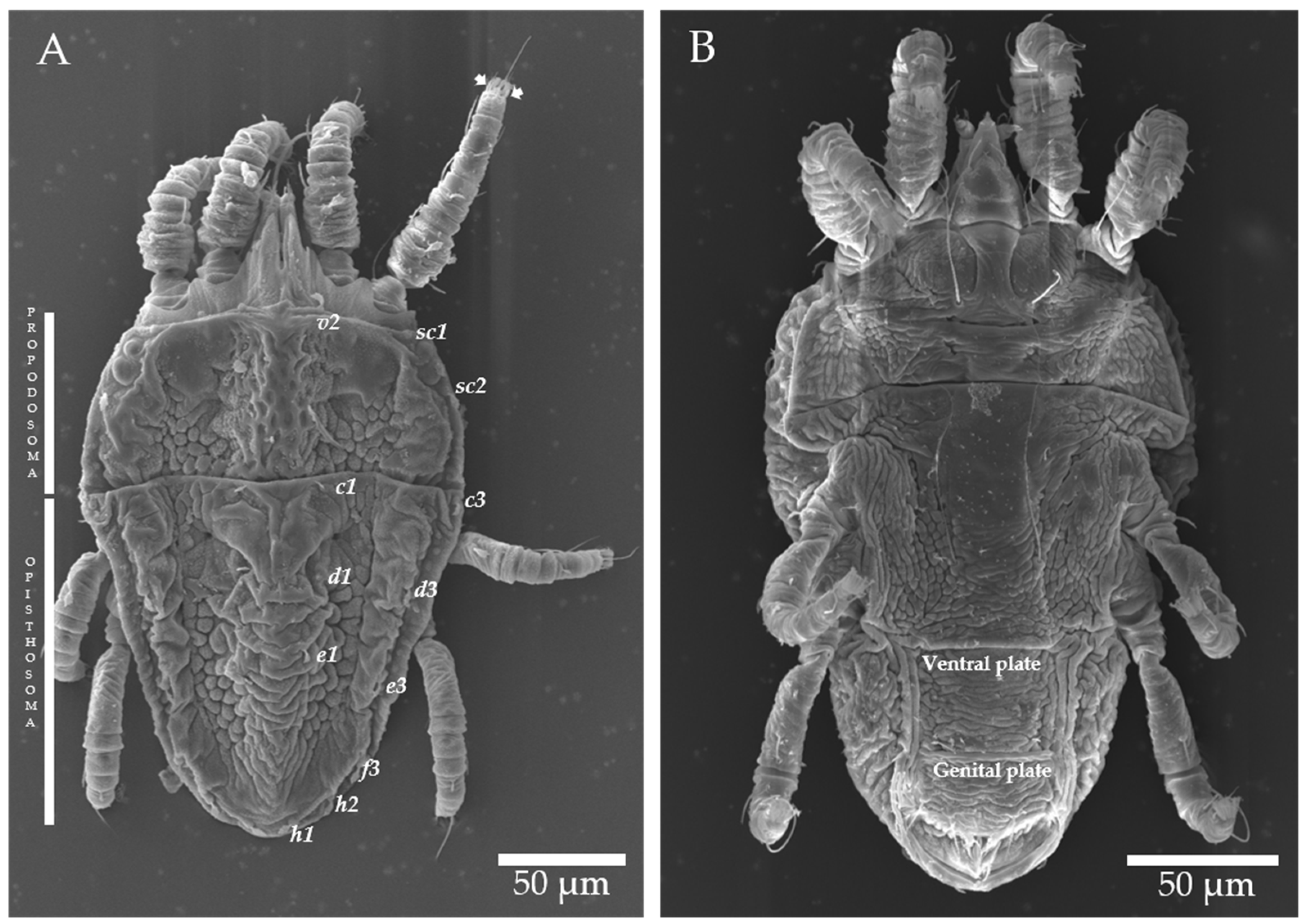 Plants 12 01371 g005