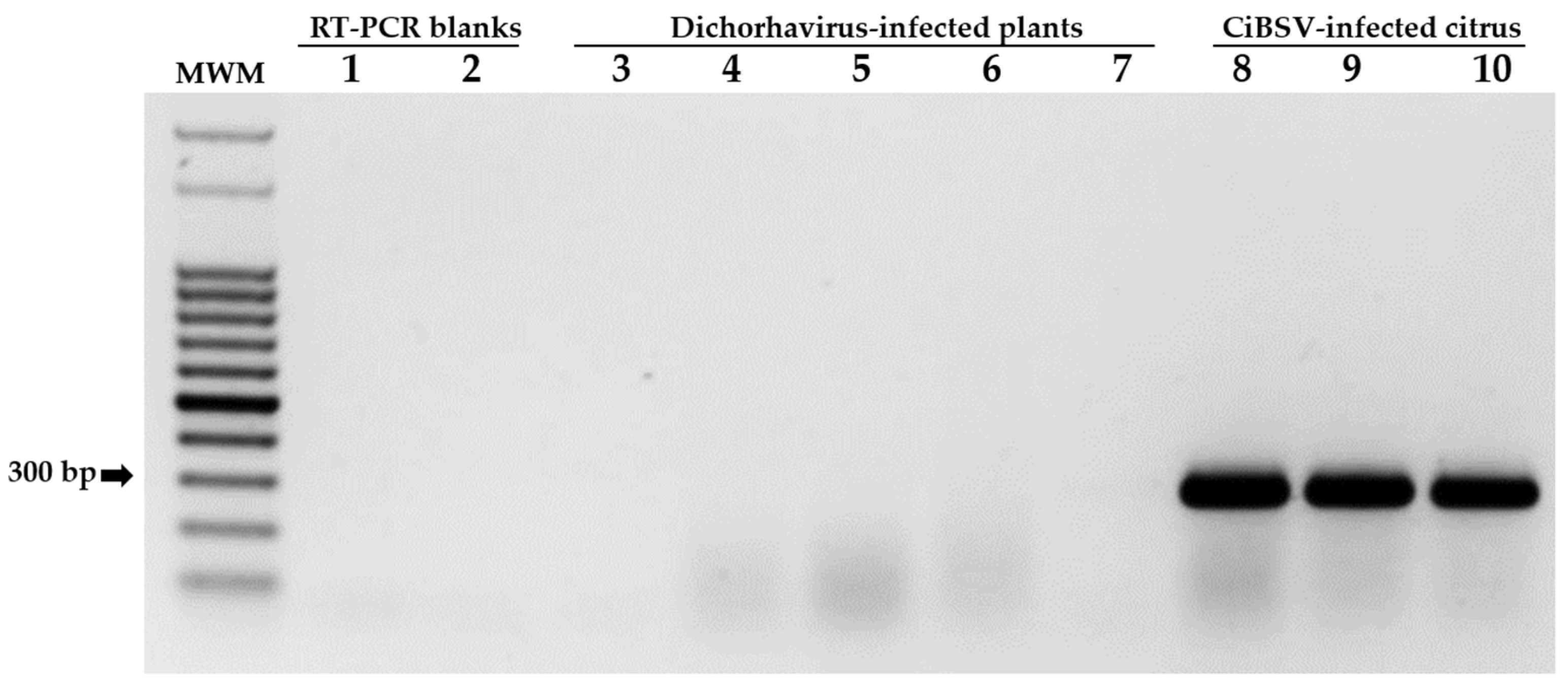 Plants 12 01371 g006