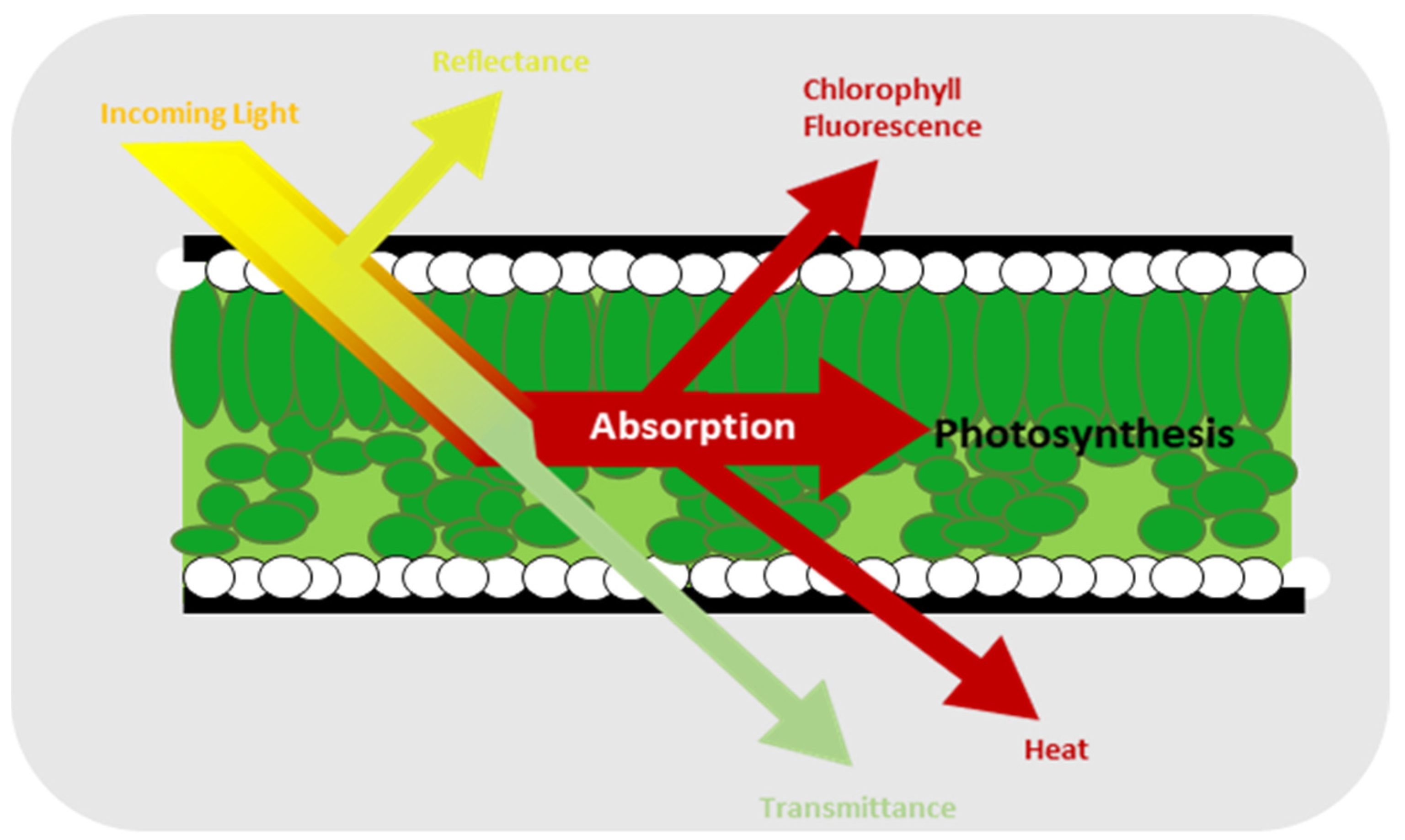 Plants | Free Full-Text | Chlorophyll Fluorescence Imaging for Early  Detection of Drought and Heat Stress in Strawberry Plants