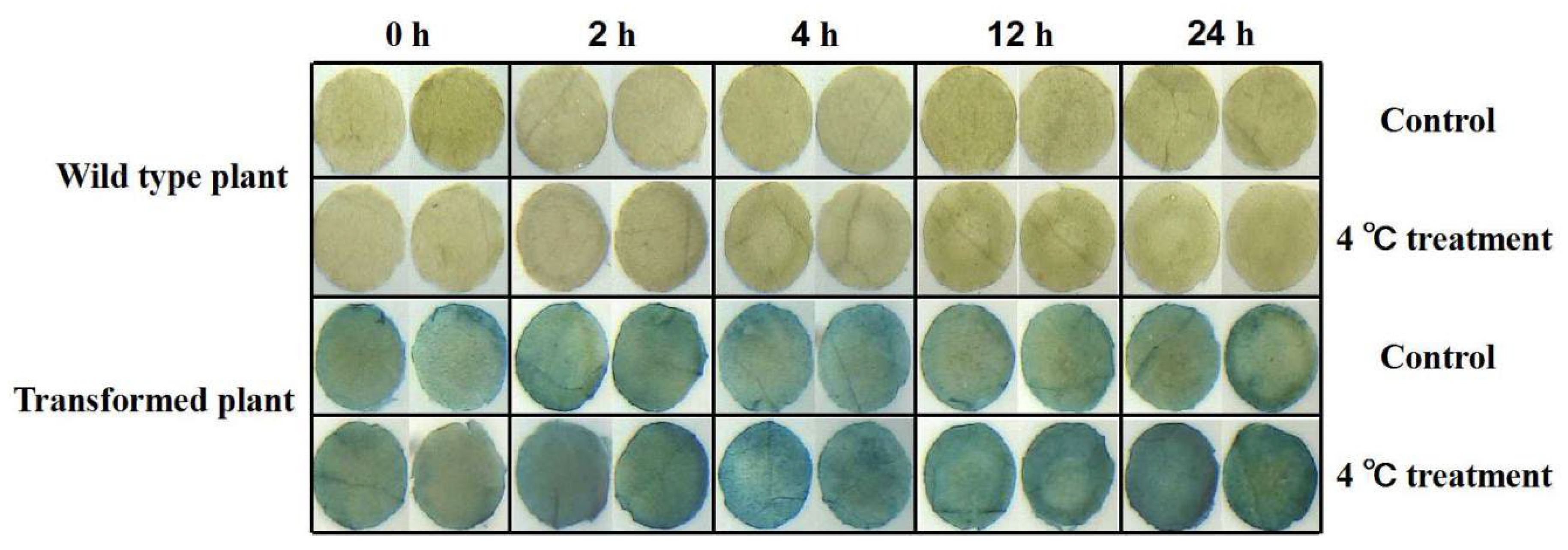 Plants 12 01393 g007 Plants 12 01393 g007