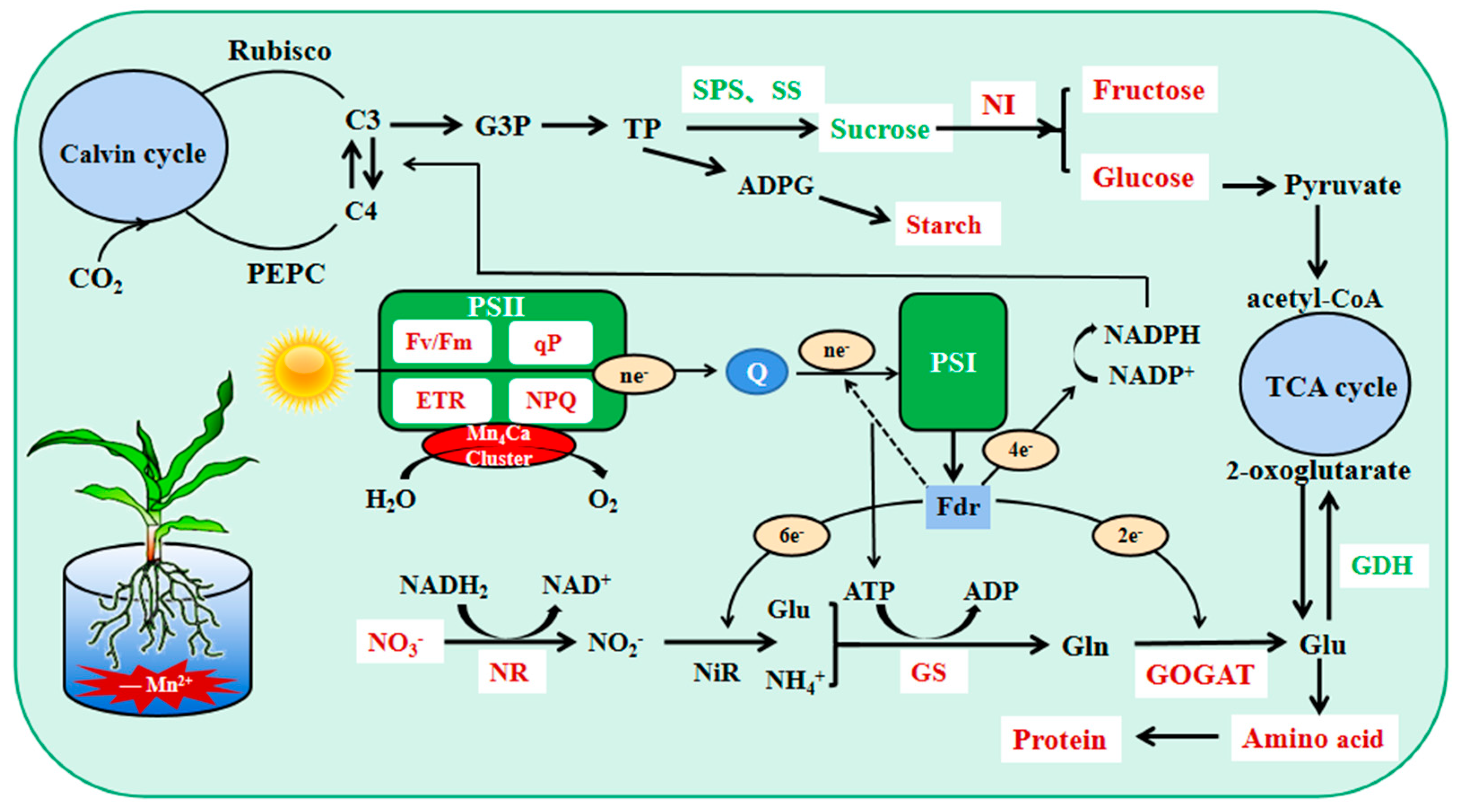 Plants 12 01407 g009 Plants 12 01407 g009