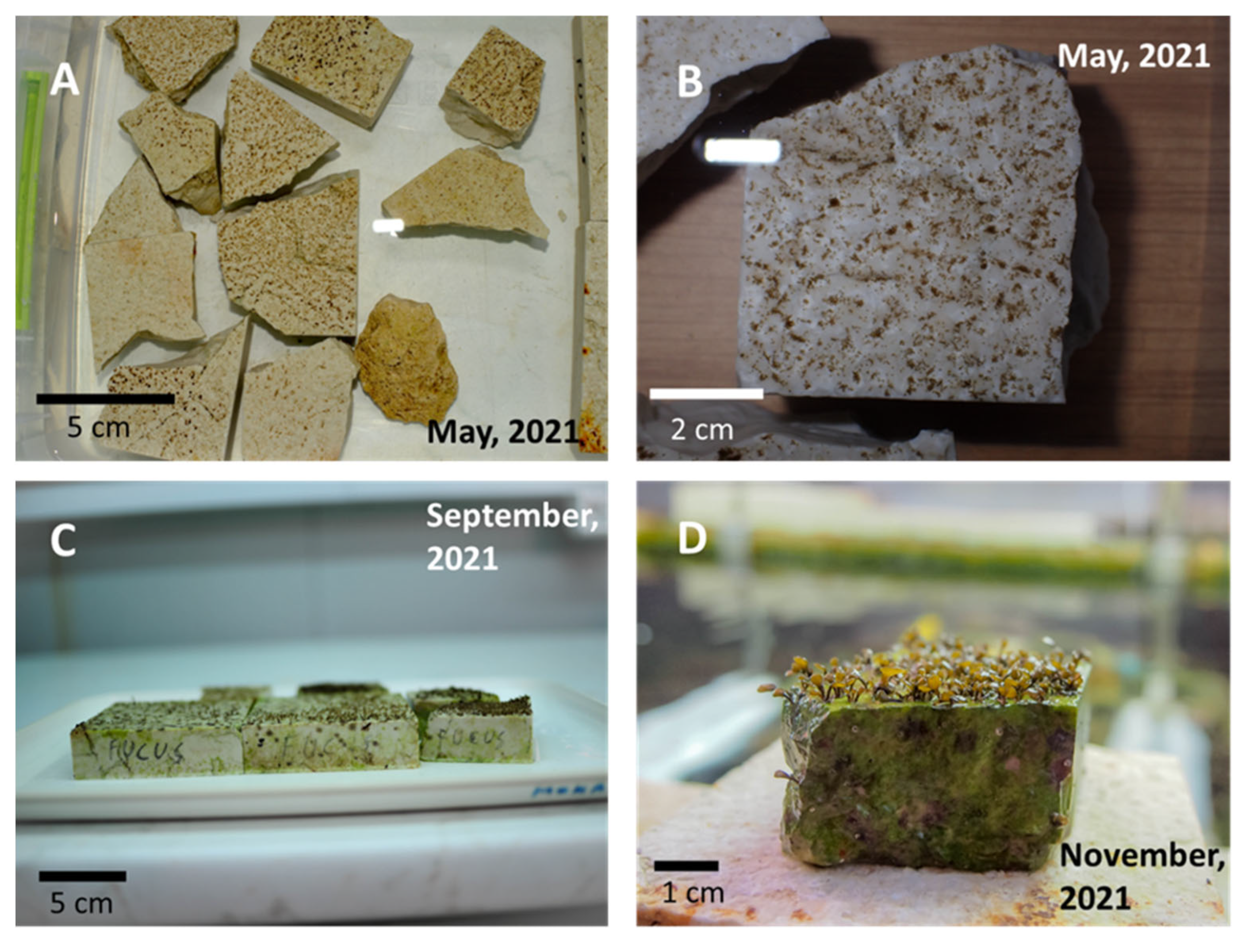 Plants 12 01445 g002 Plants 12 01445 g002