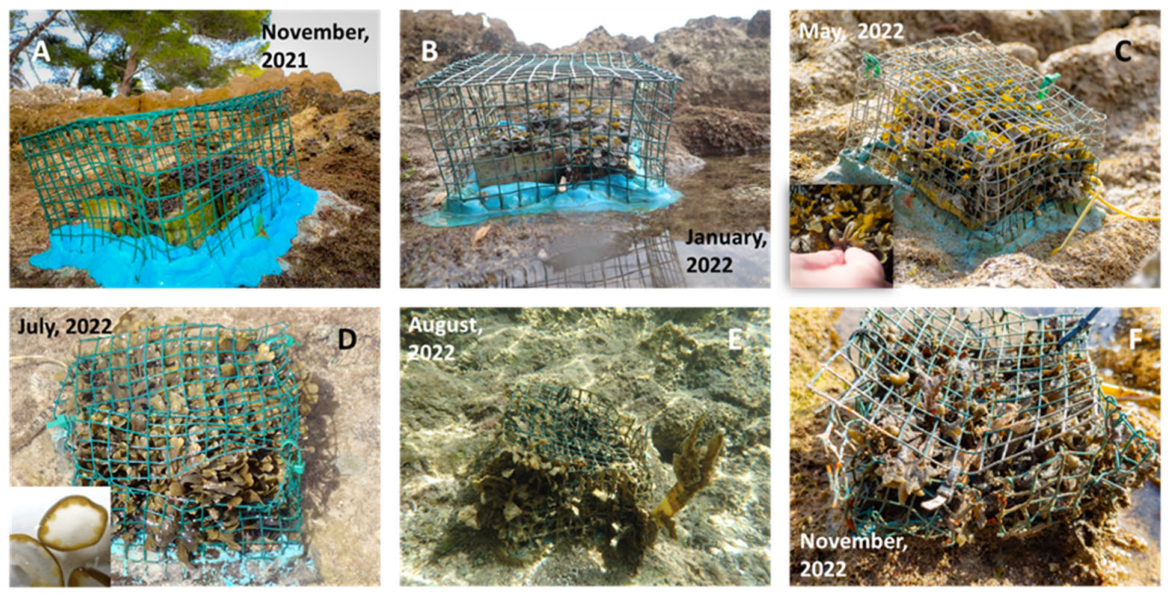 Plants 12 01445 g003 Plants 12 01445 g003