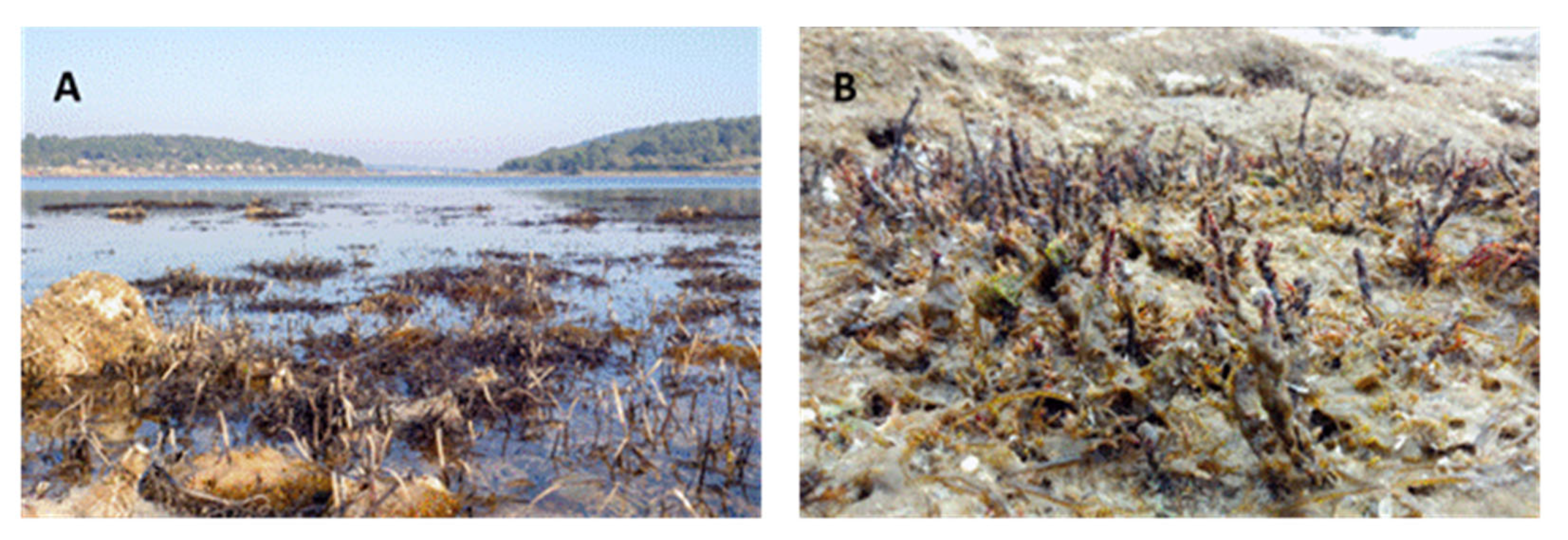 Plants 12 01445 g006 Plants 12 01445 g006