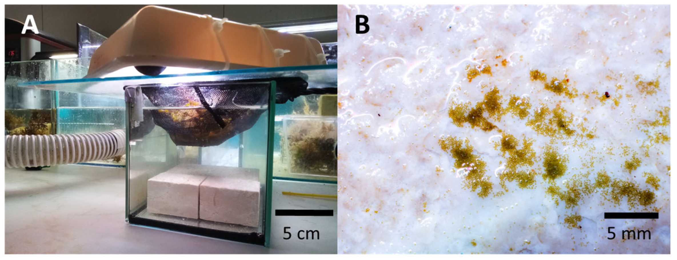 Plants 12 01445 g008 Plants 12 01445 g008