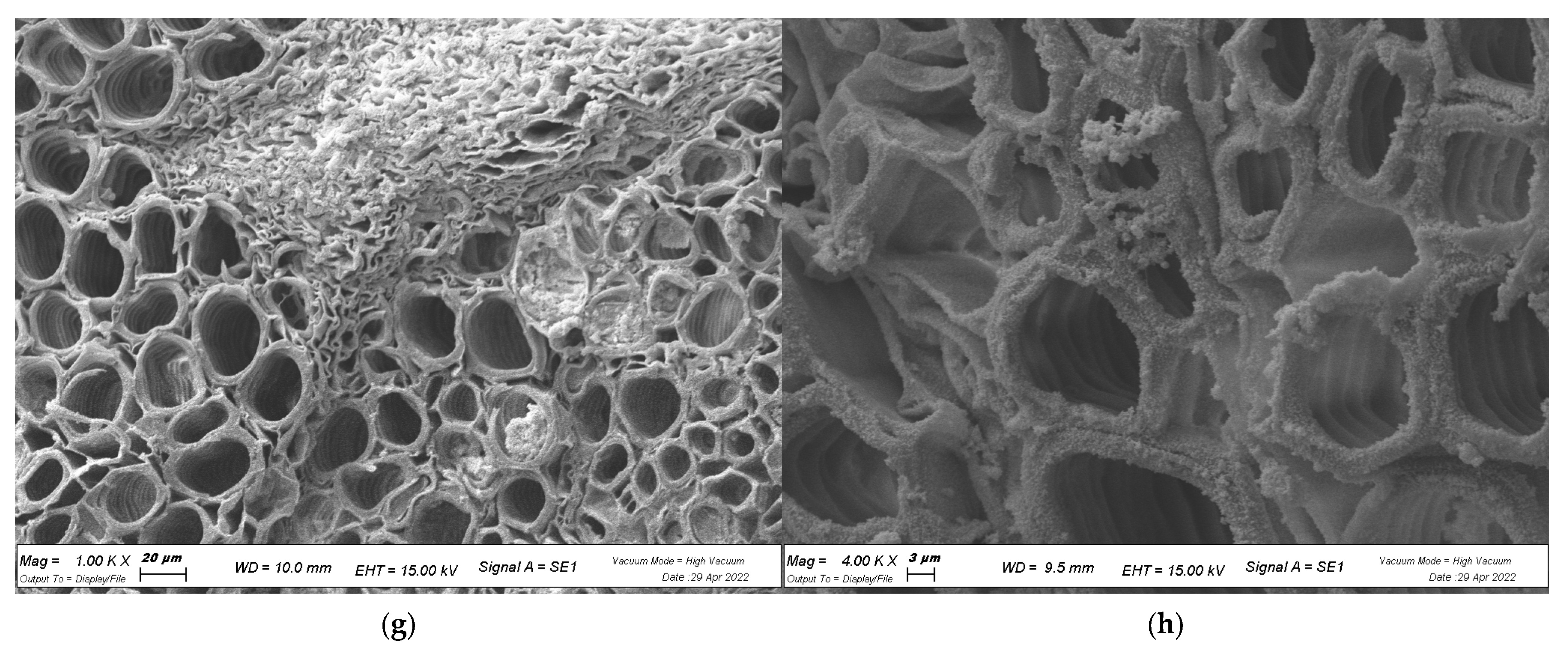 Plants 12 01508 g006b