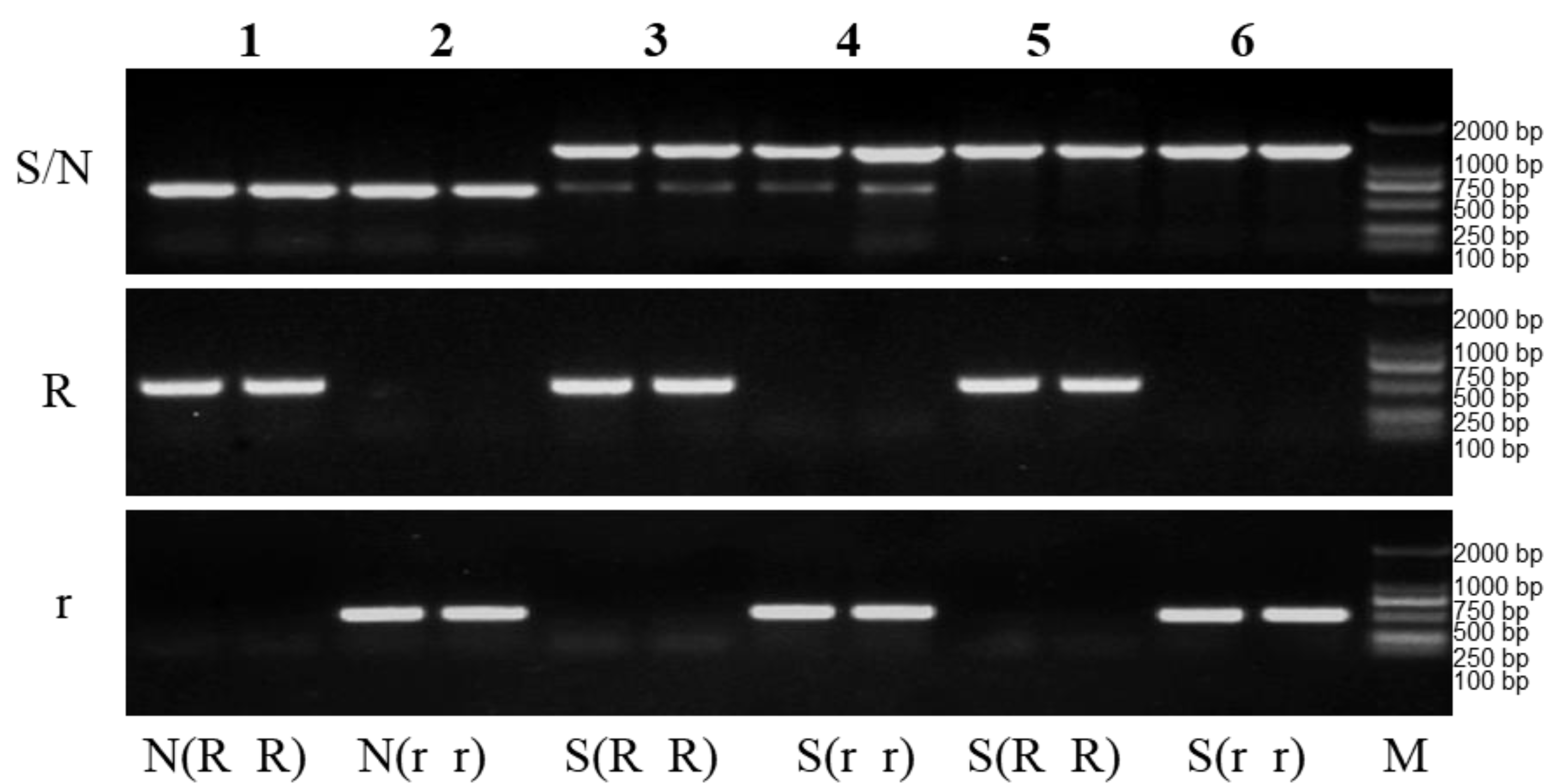 Plants 12 01514 g004 Plants 12 01514 g004