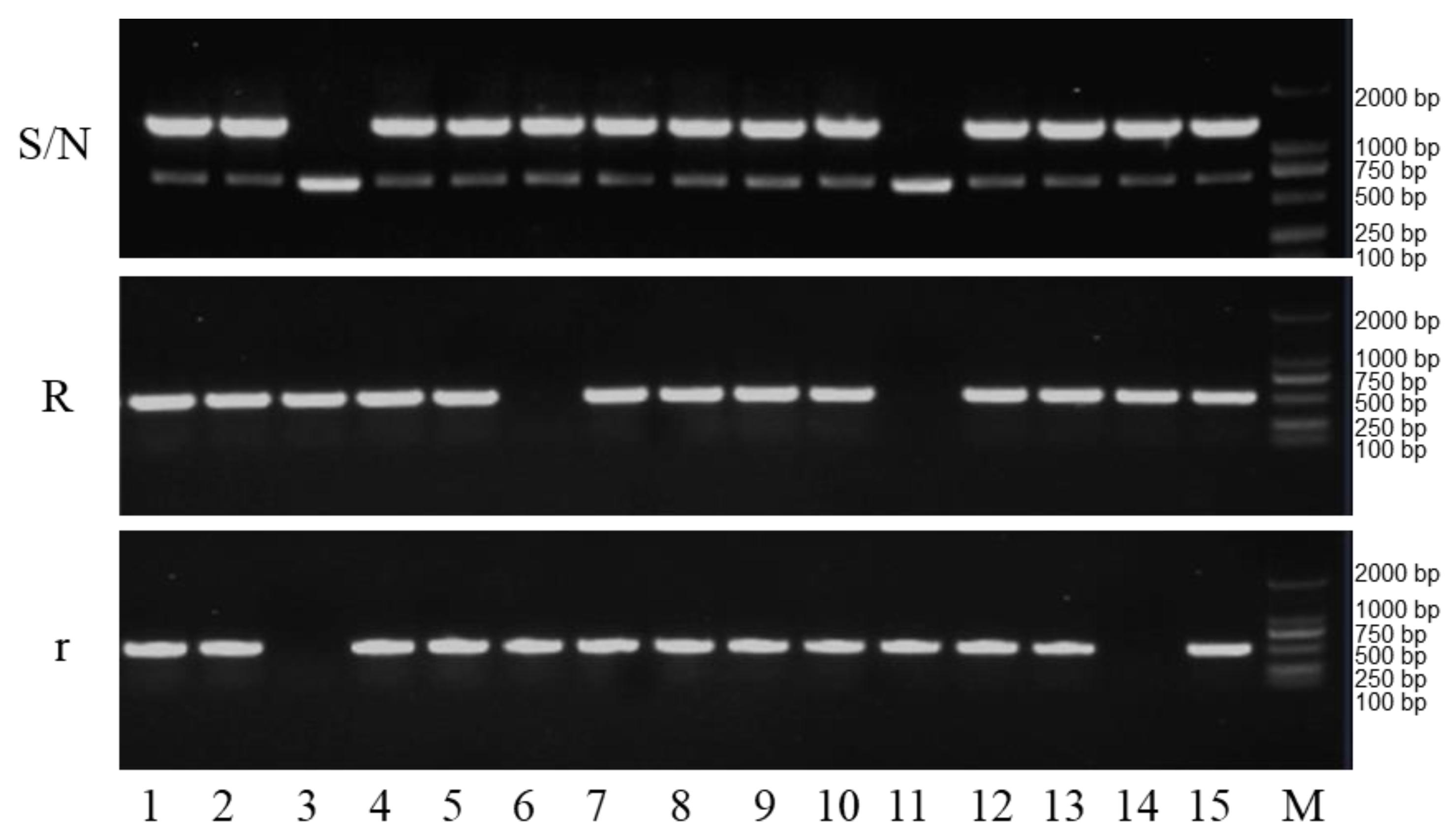 Plants 12 01514 g005 Plants 12 01514 g005