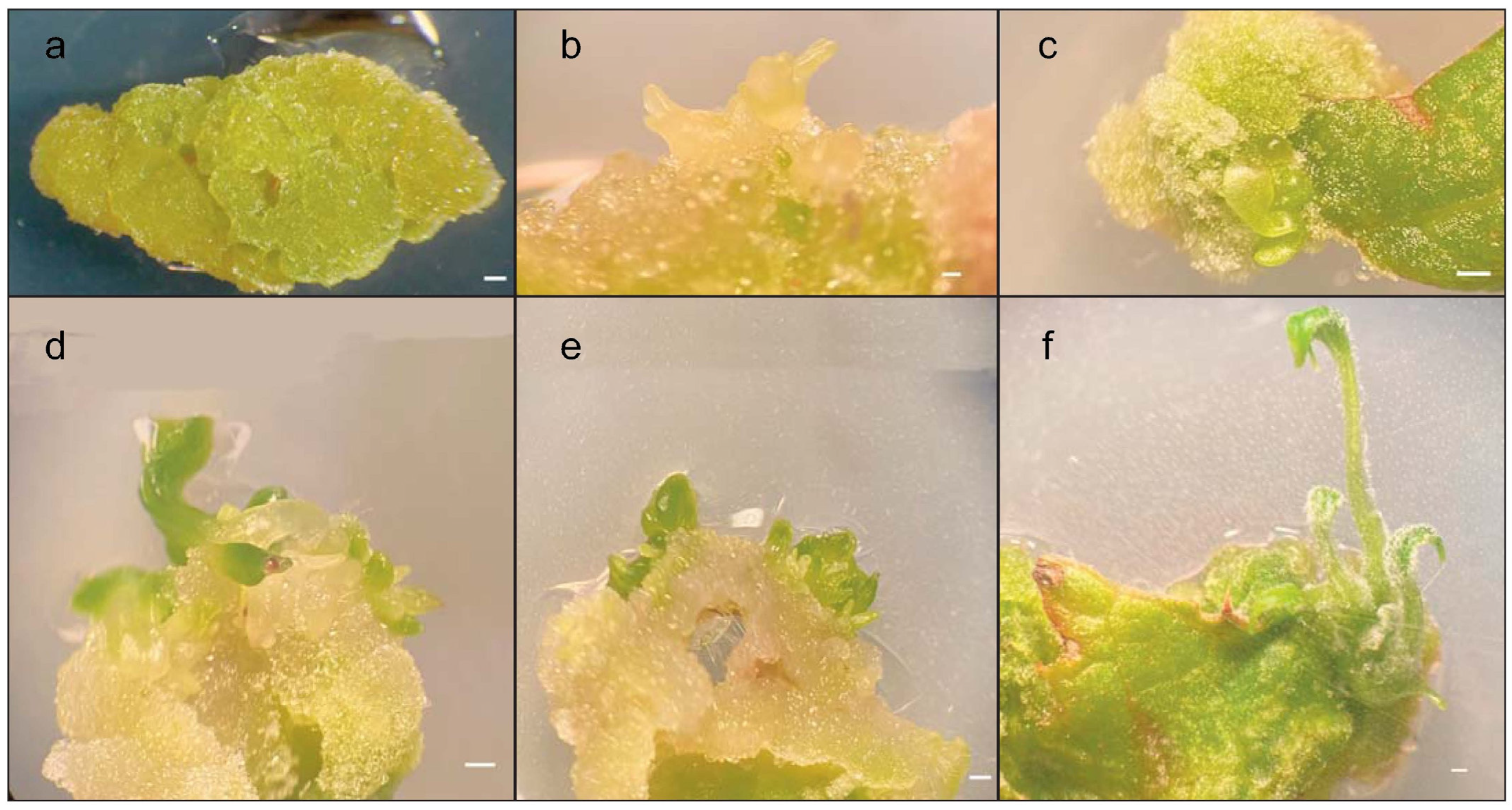 Plants 12 01530 g002 Plants 12 01530 g002