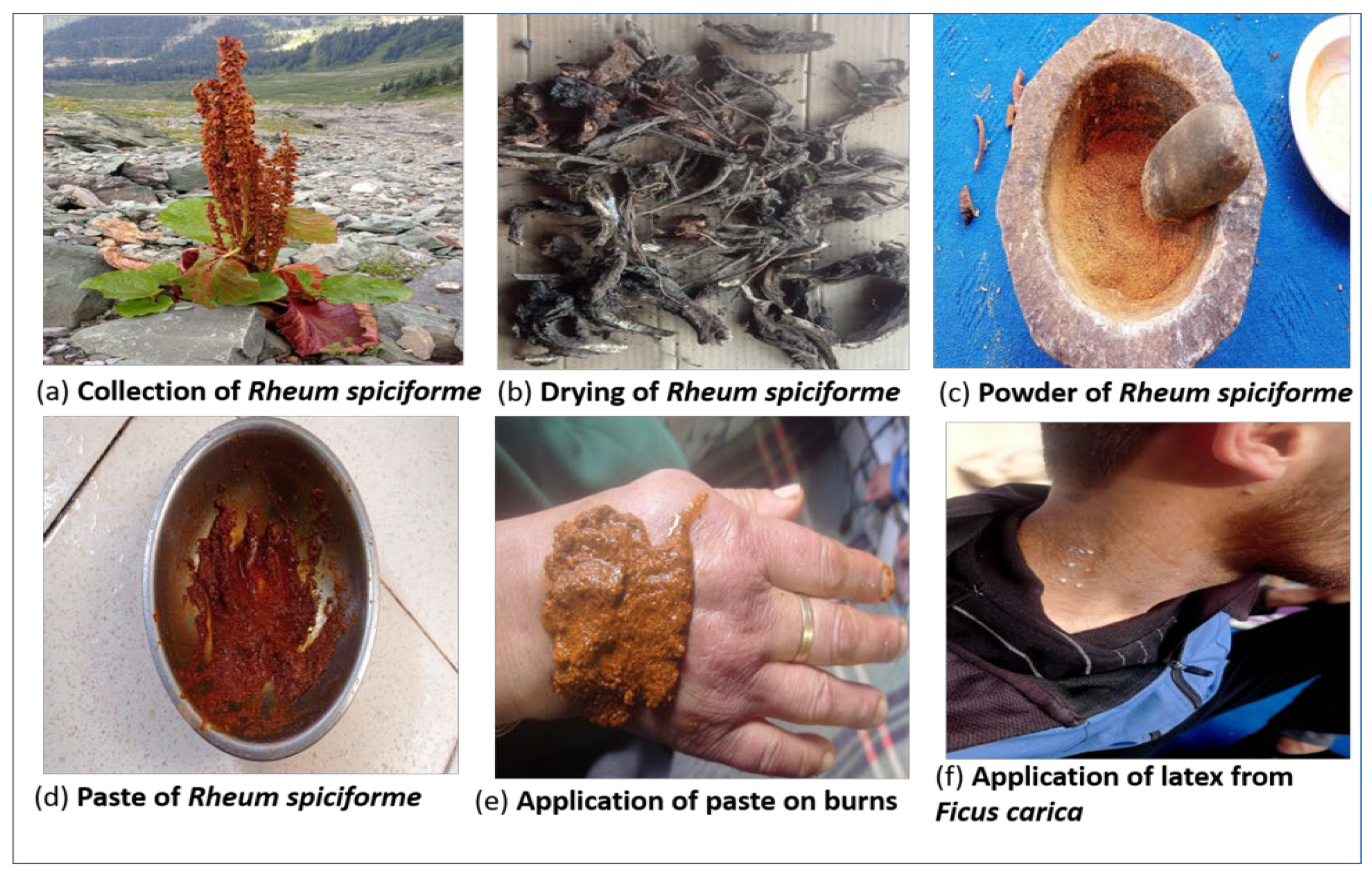 Plants 12 01575 g010 Plants 12 01575 g010