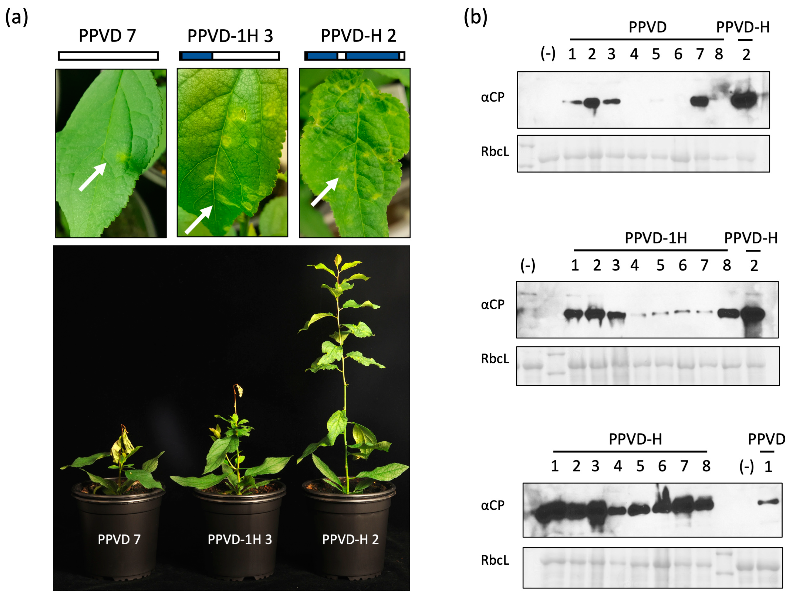 Plants 12 01609 g002 Plants 12 01609 g002