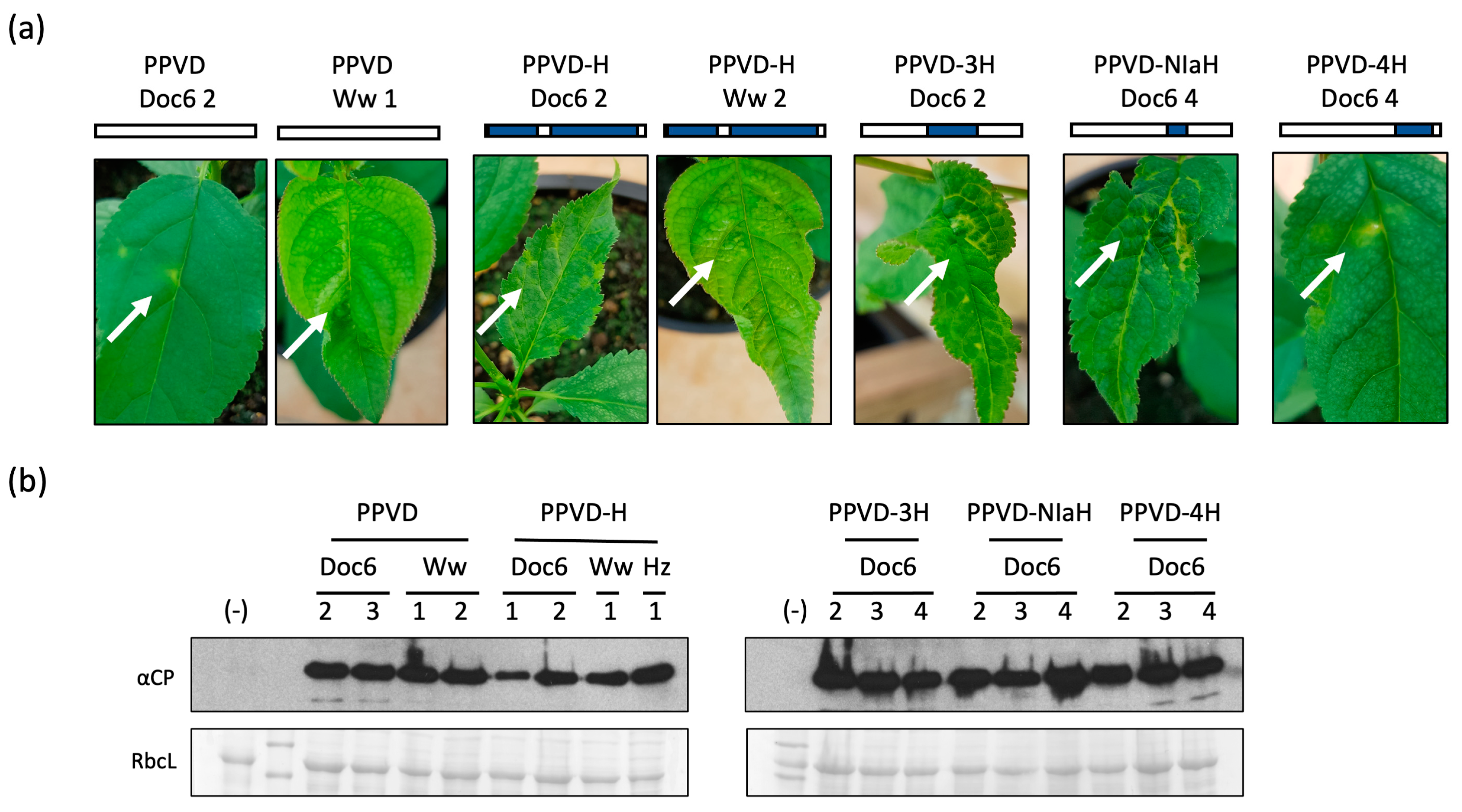 Plants 12 01609 g003 Plants 12 01609 g003