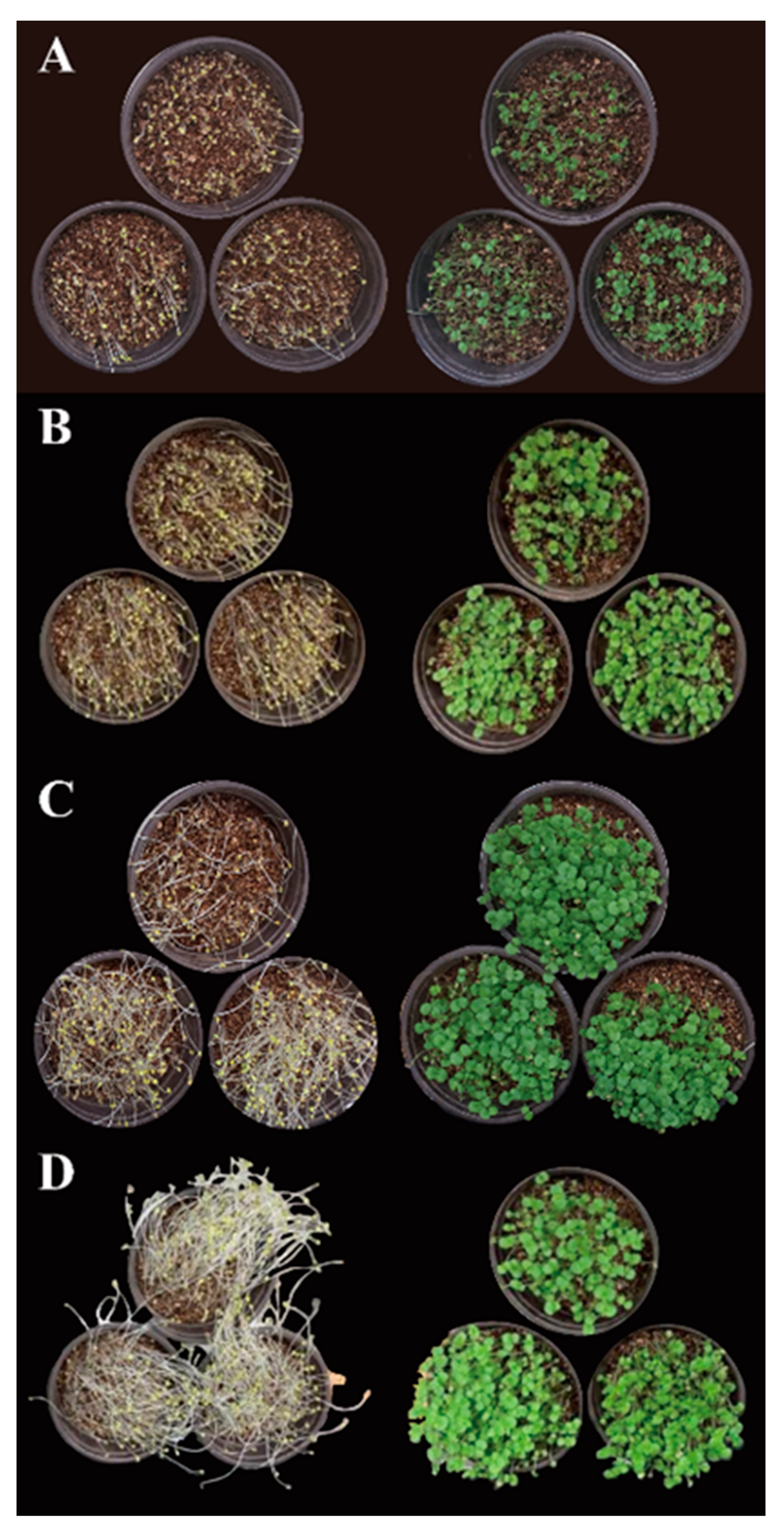 Plants 12 01613 g001