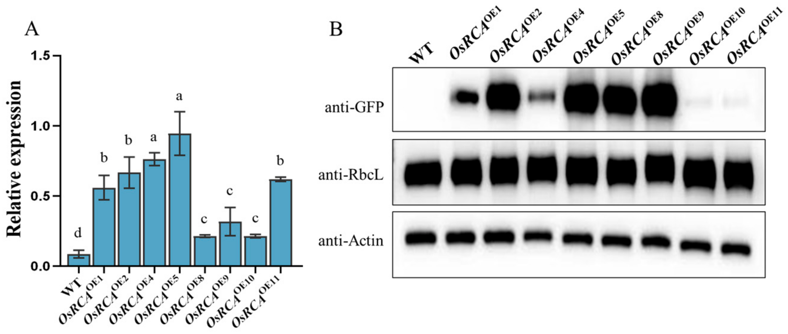 Plants 12 01614 g001 Plants 12 01614 g001