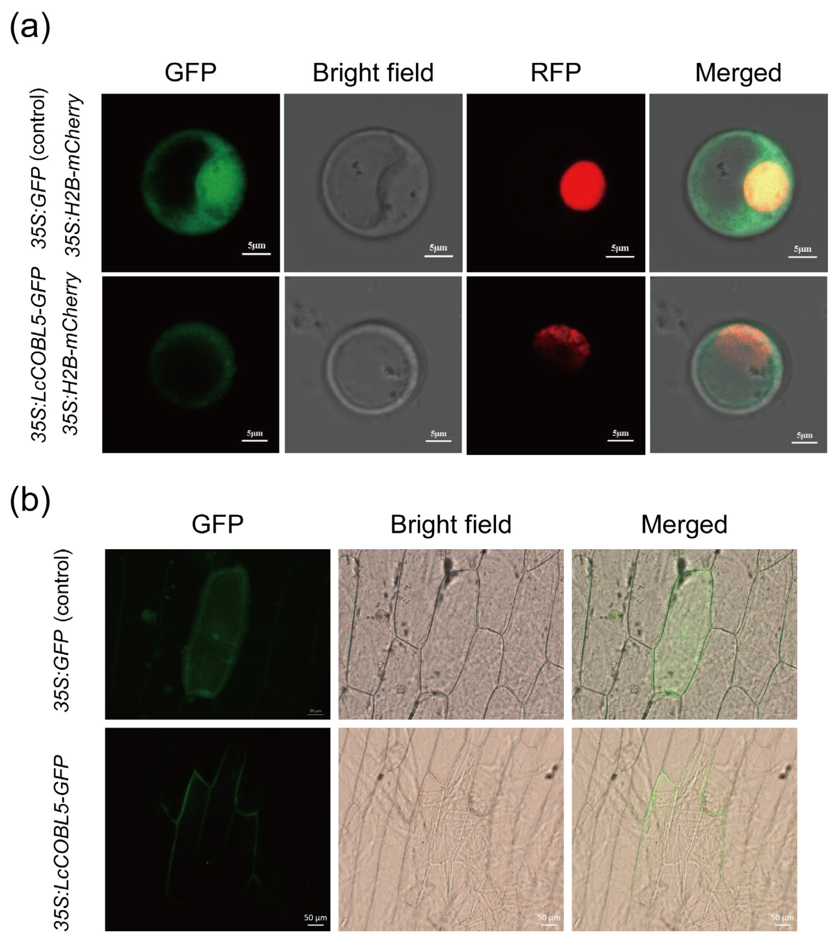 Plants 12 01616 g007