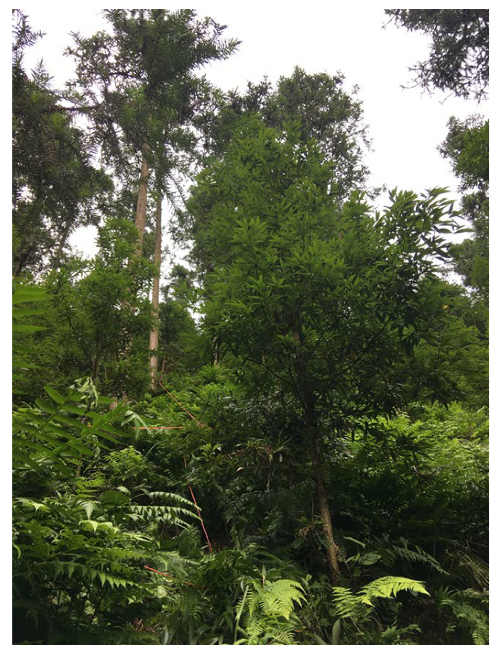 Plants 12 01633 g005 Plants 12 01633 g005