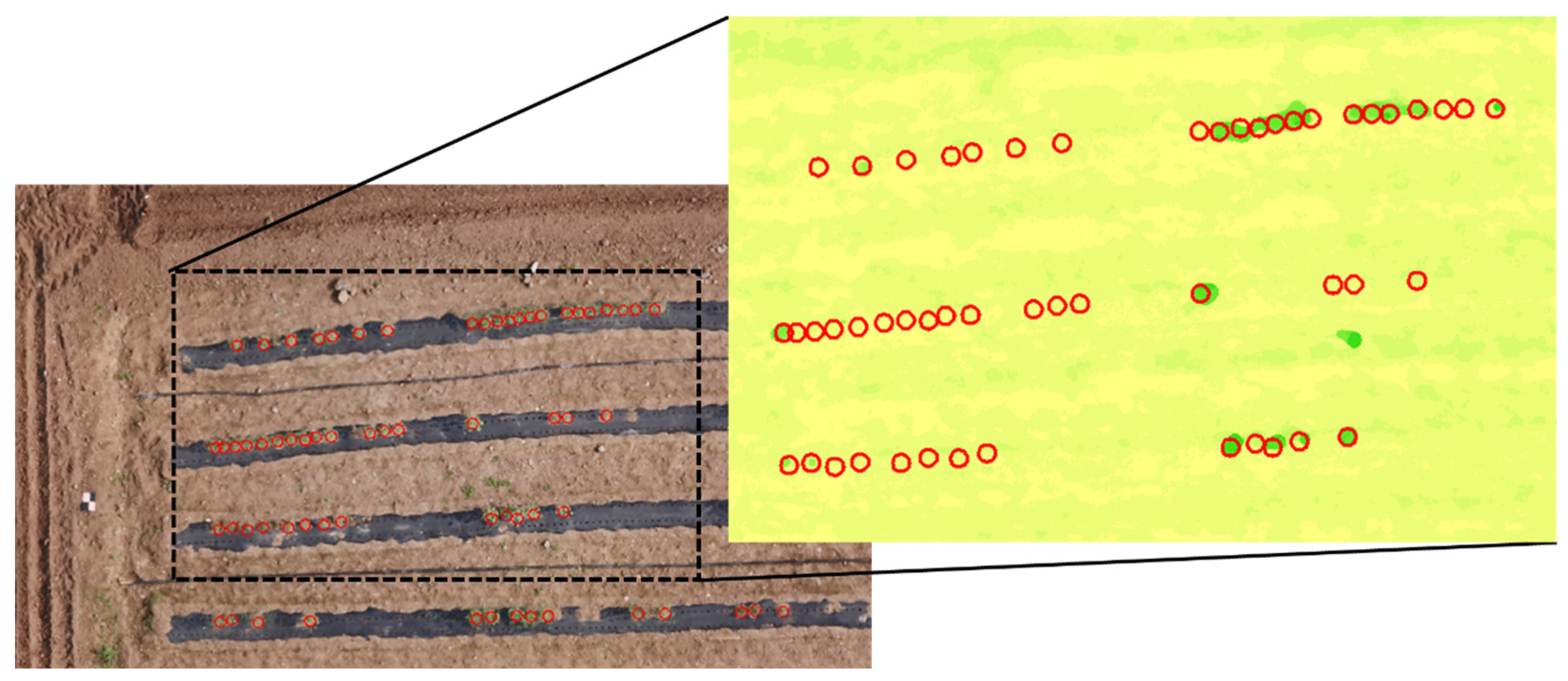 Plants 12 01638 g005