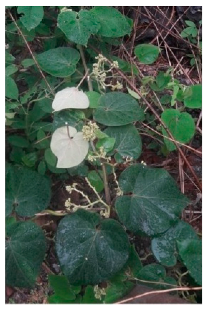 Plants 12 01663 g001 Plants 12 01663 g001