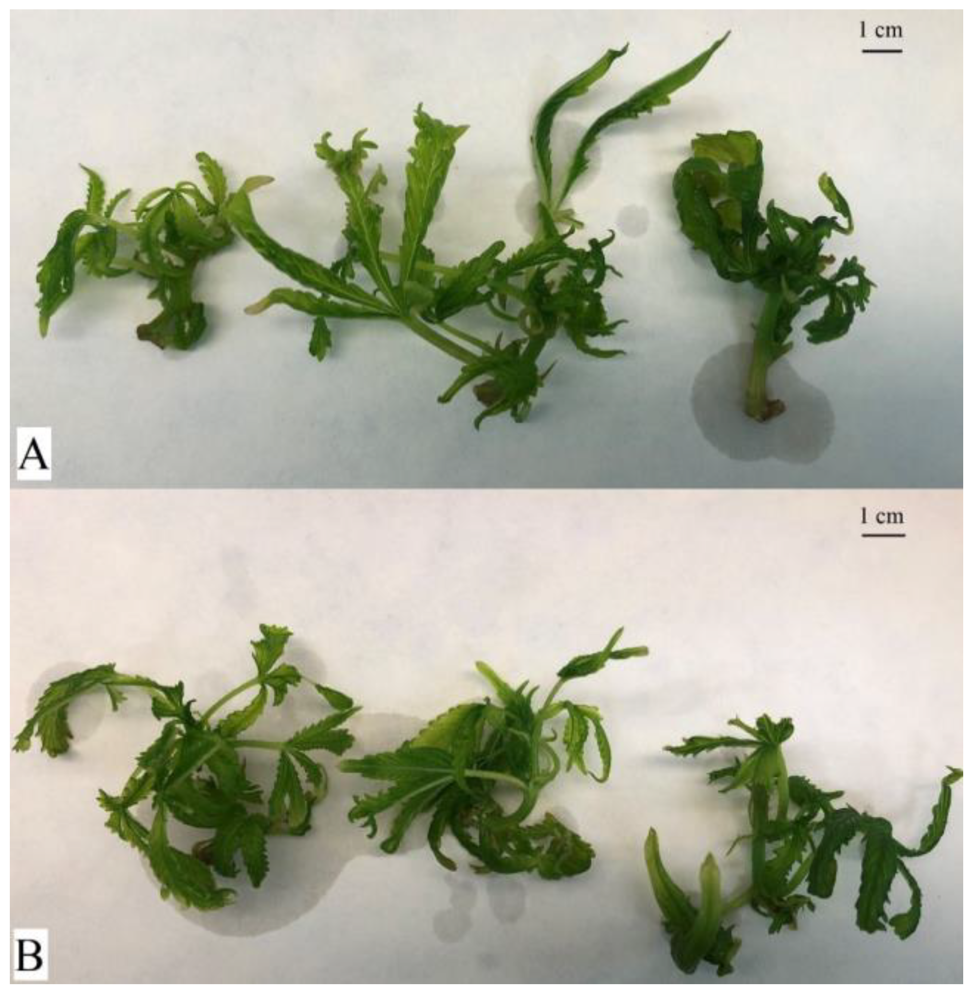 Plants 12 01664 g003 Plants 12 01664 g003