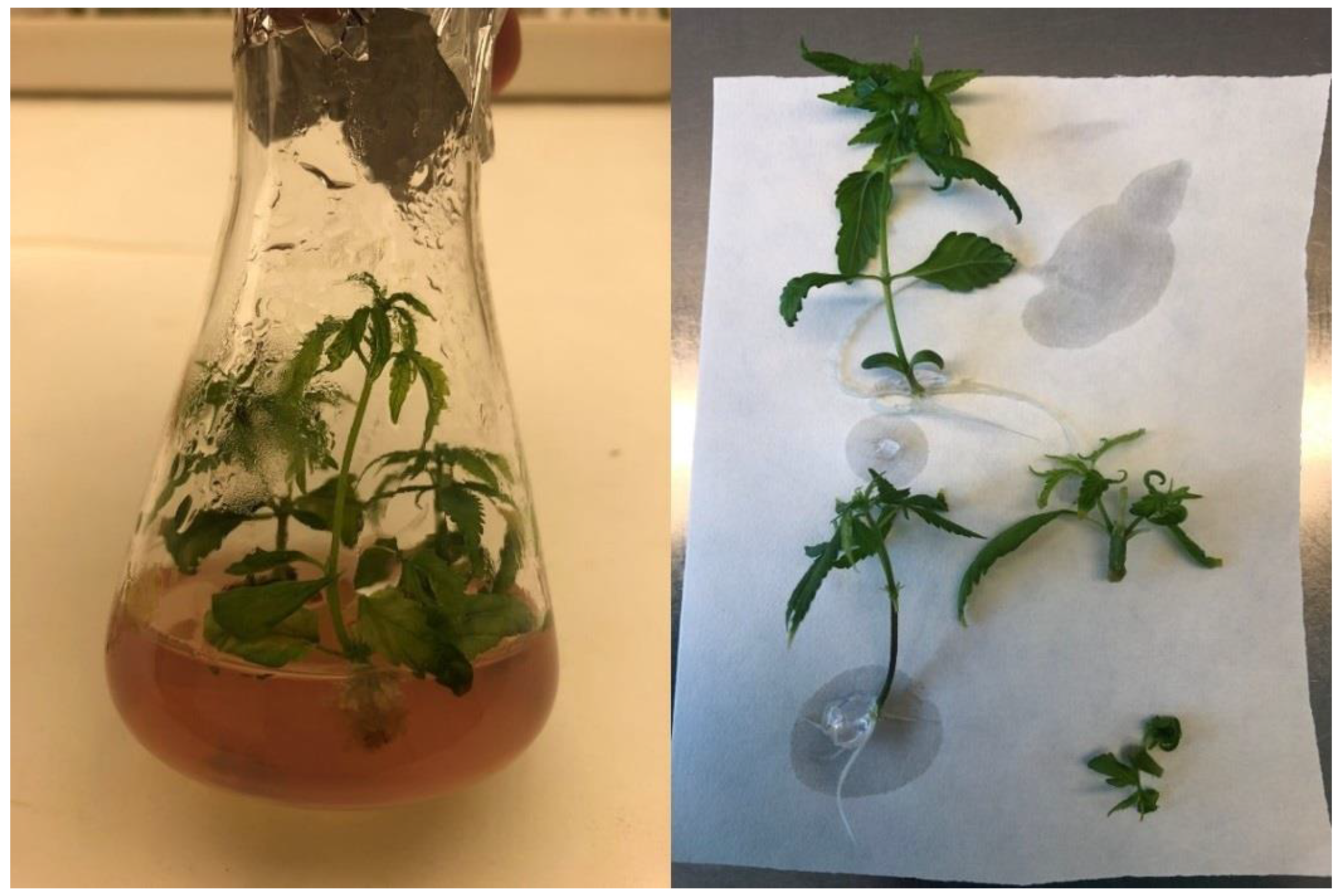 Plants 12 01664 g007 Plants 12 01664 g007