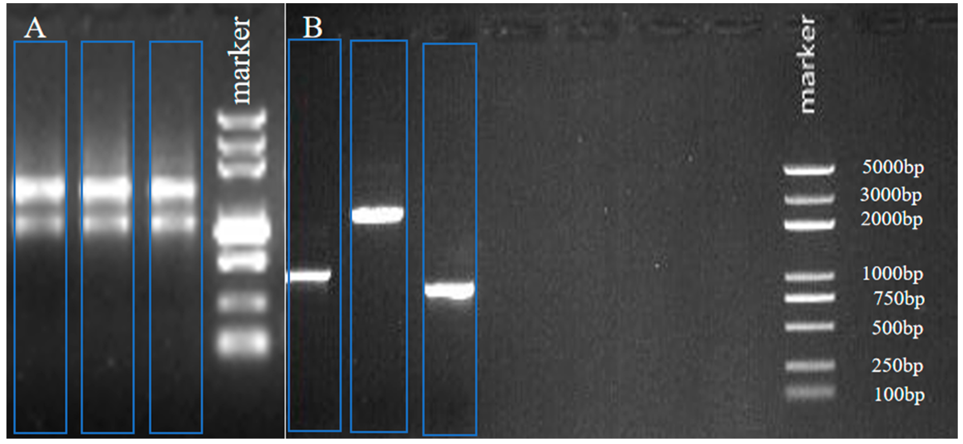 Plants 12 01681 g001 Plants 12 01681 g001