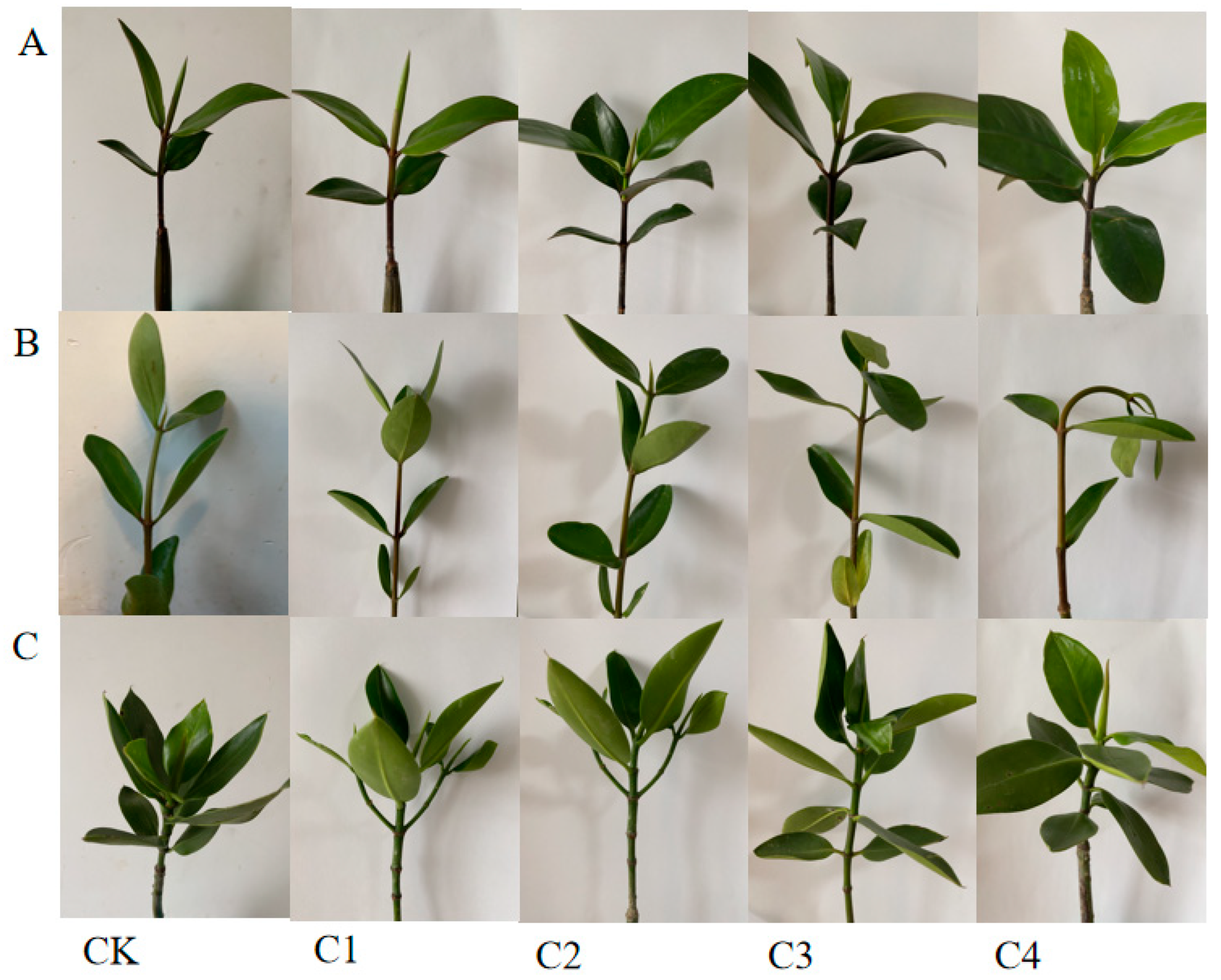 Plants 12 01681 g006 Plants 12 01681 g006