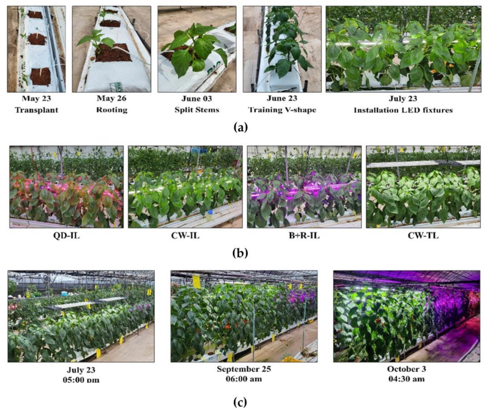 Plants 12 01684 g007 Plants 12 01684 g007