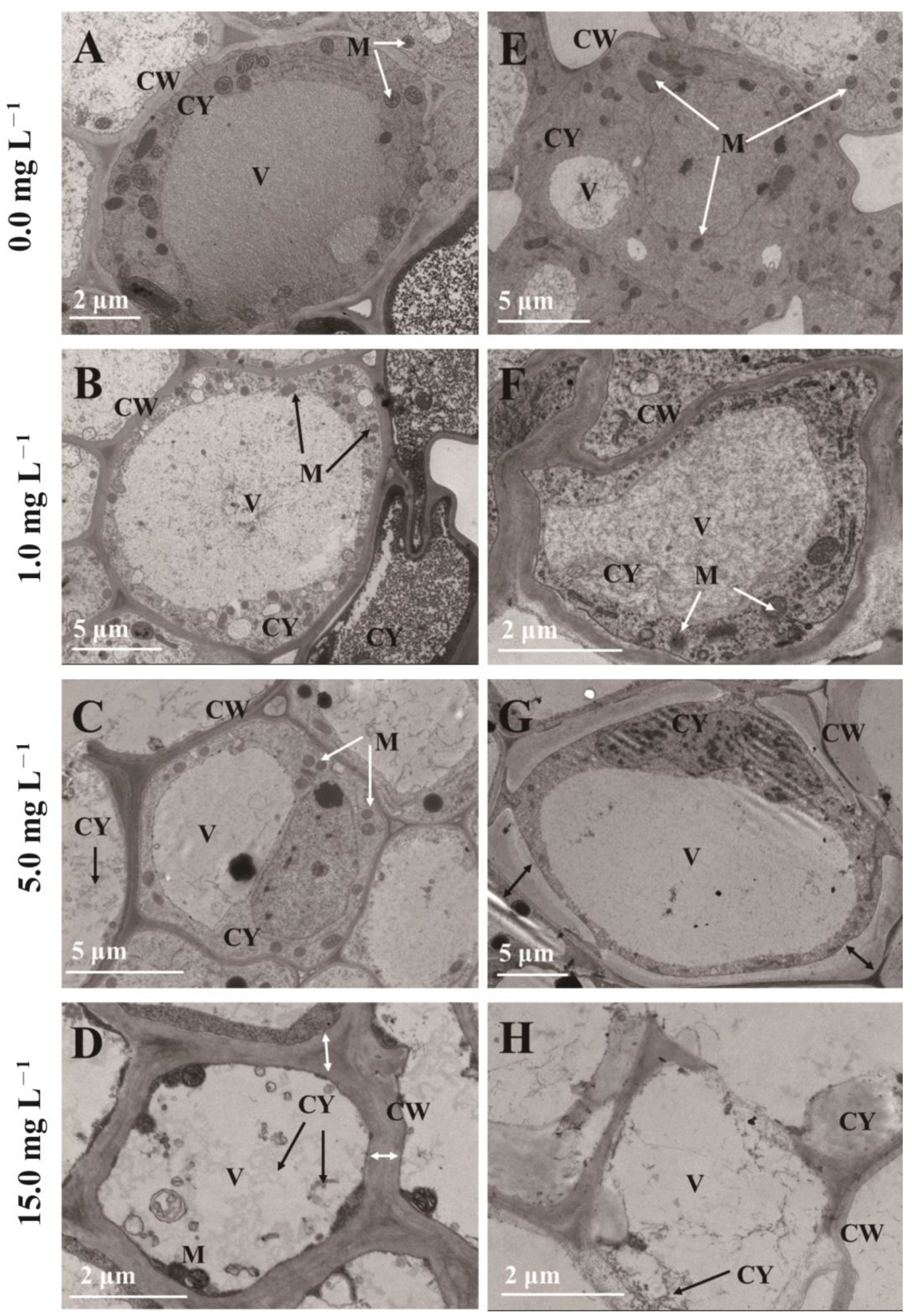 Plants 12 01699 g004